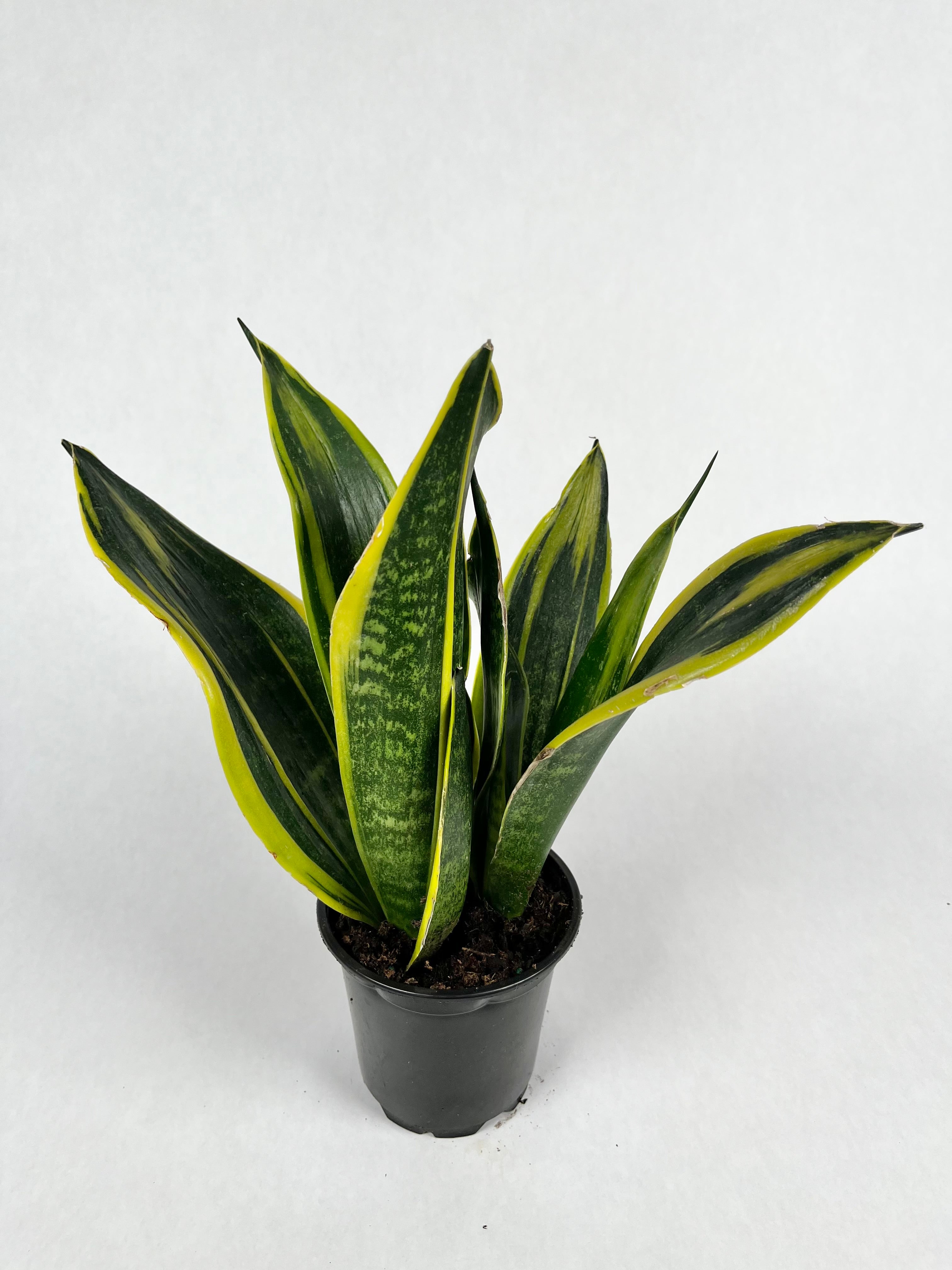 4" Snake Plant Golden Flame