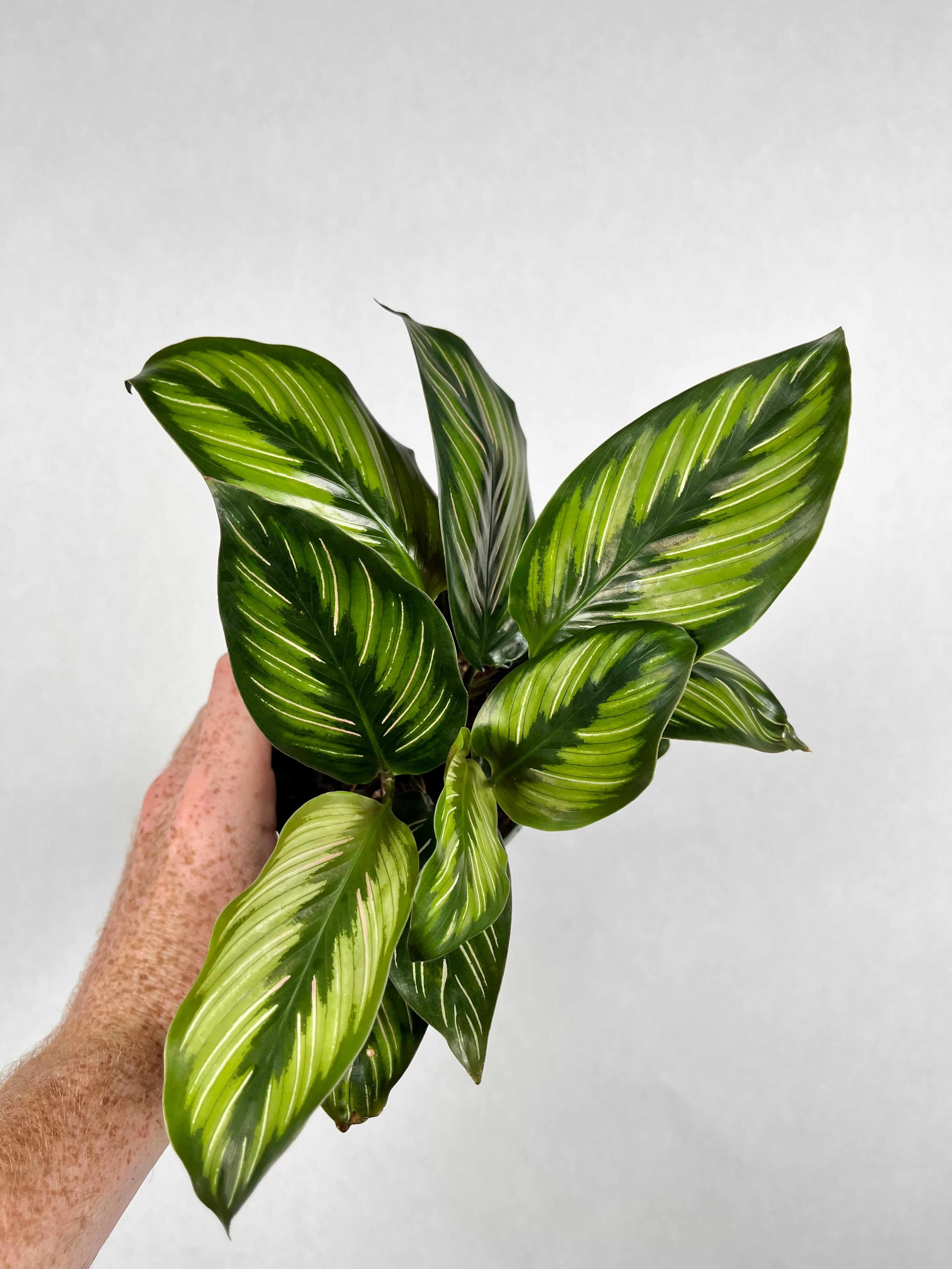 Calathea Beauty Star