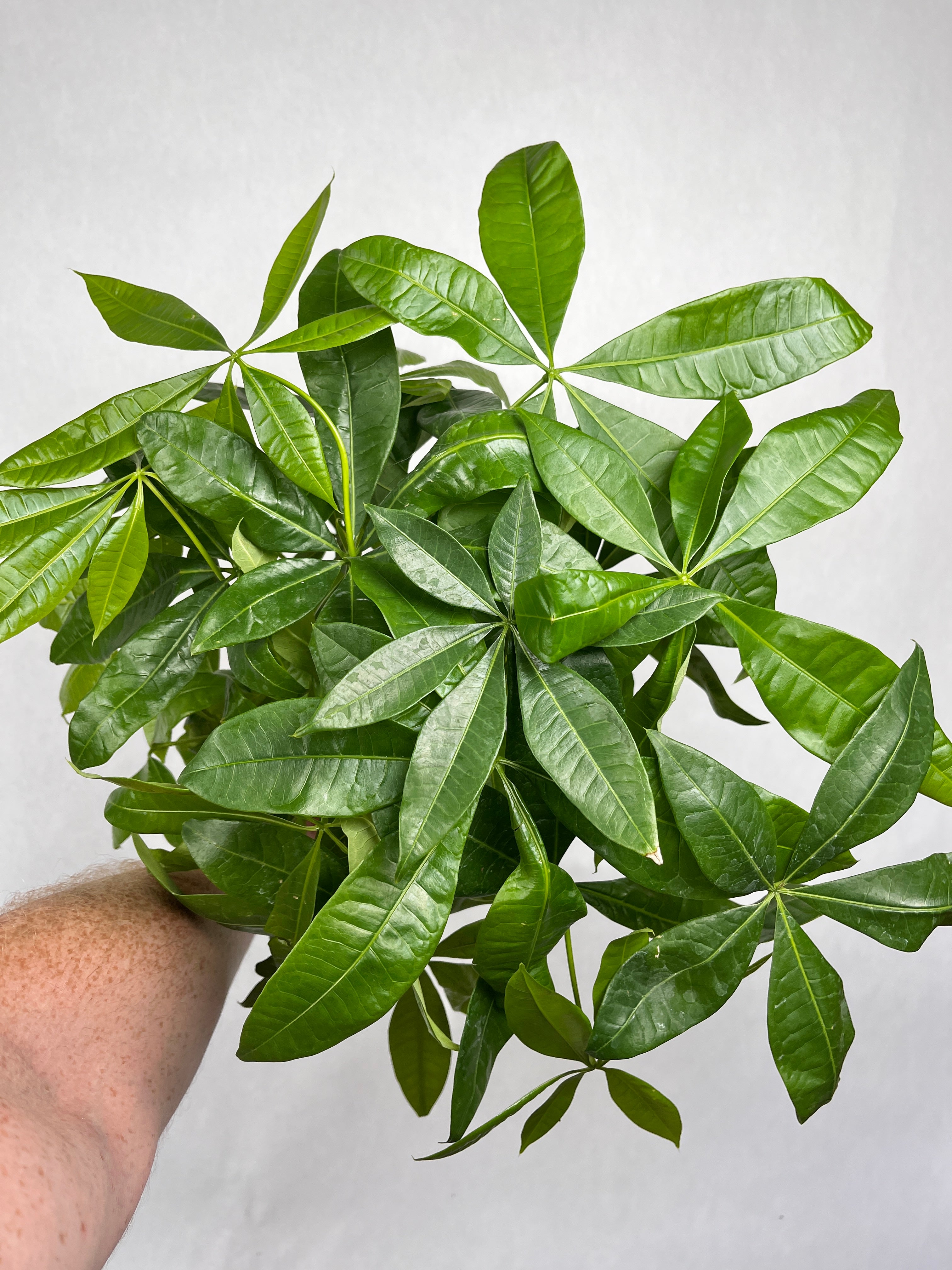 Braided Money Tree