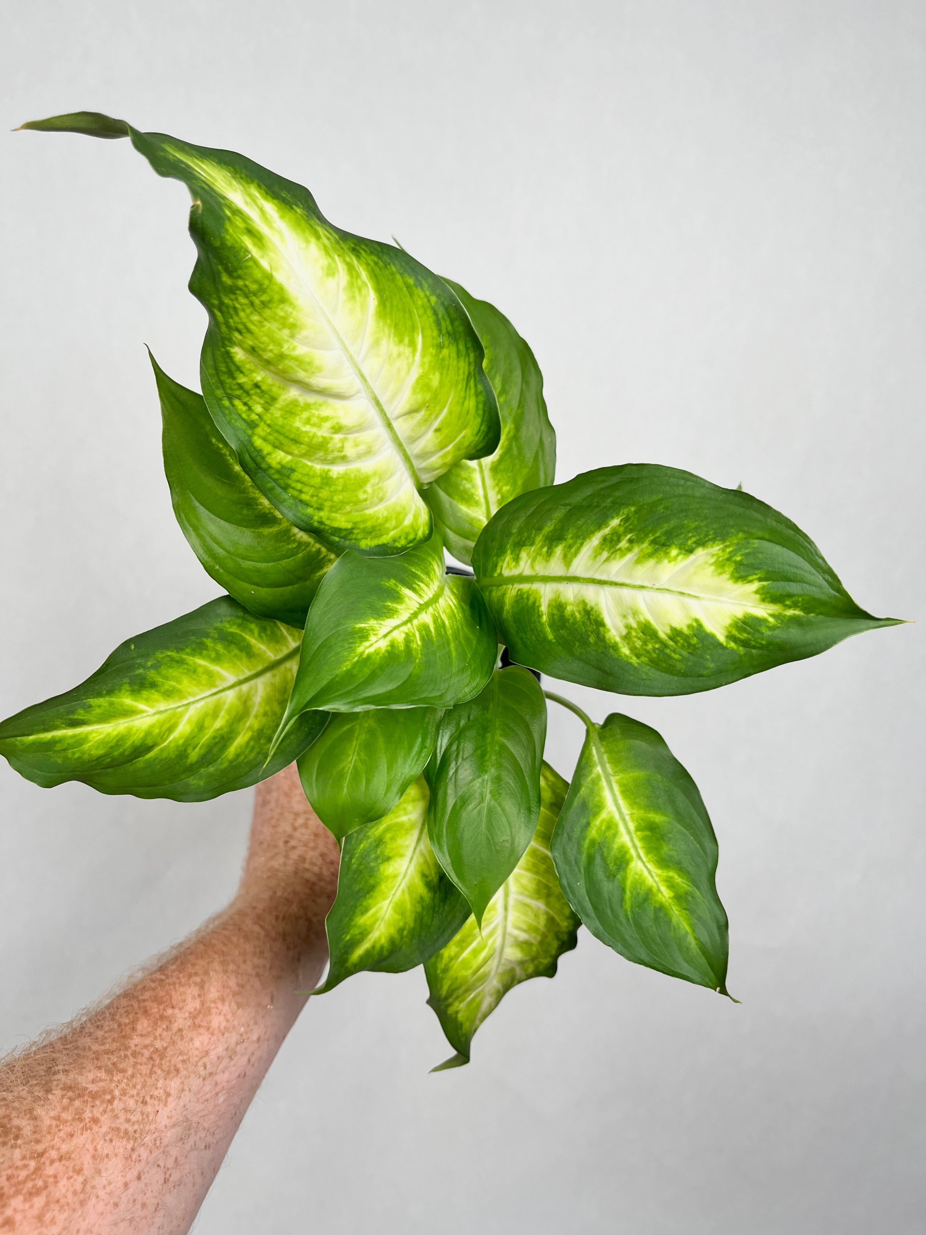 Dieffenbachia Camille