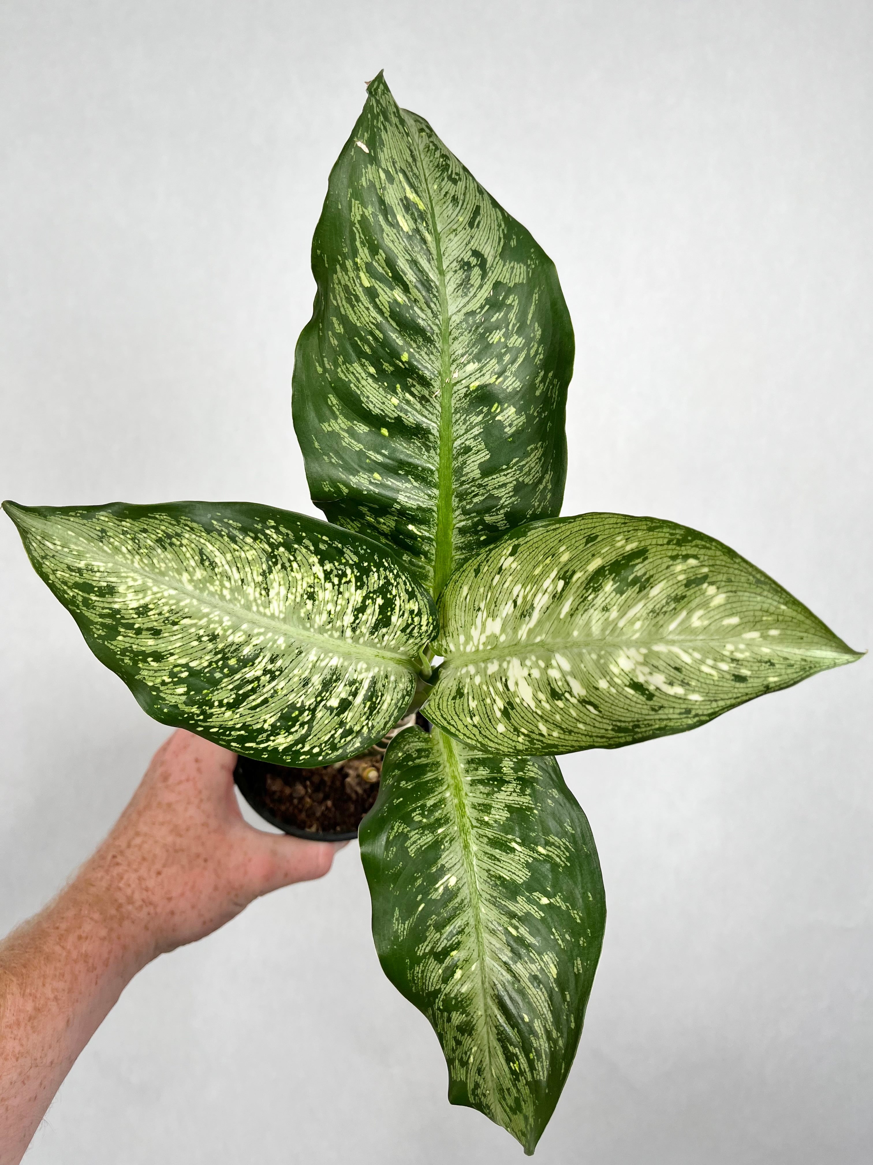 Dieffenbachia Memoria Corsii