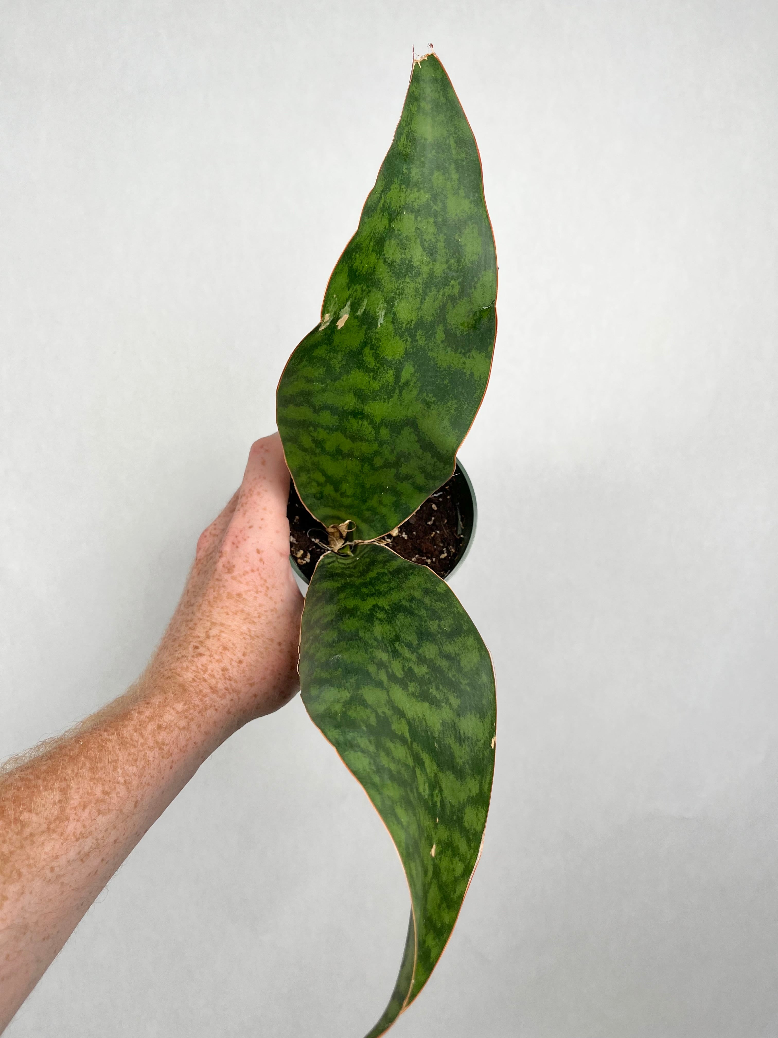 Snake Whale Fin