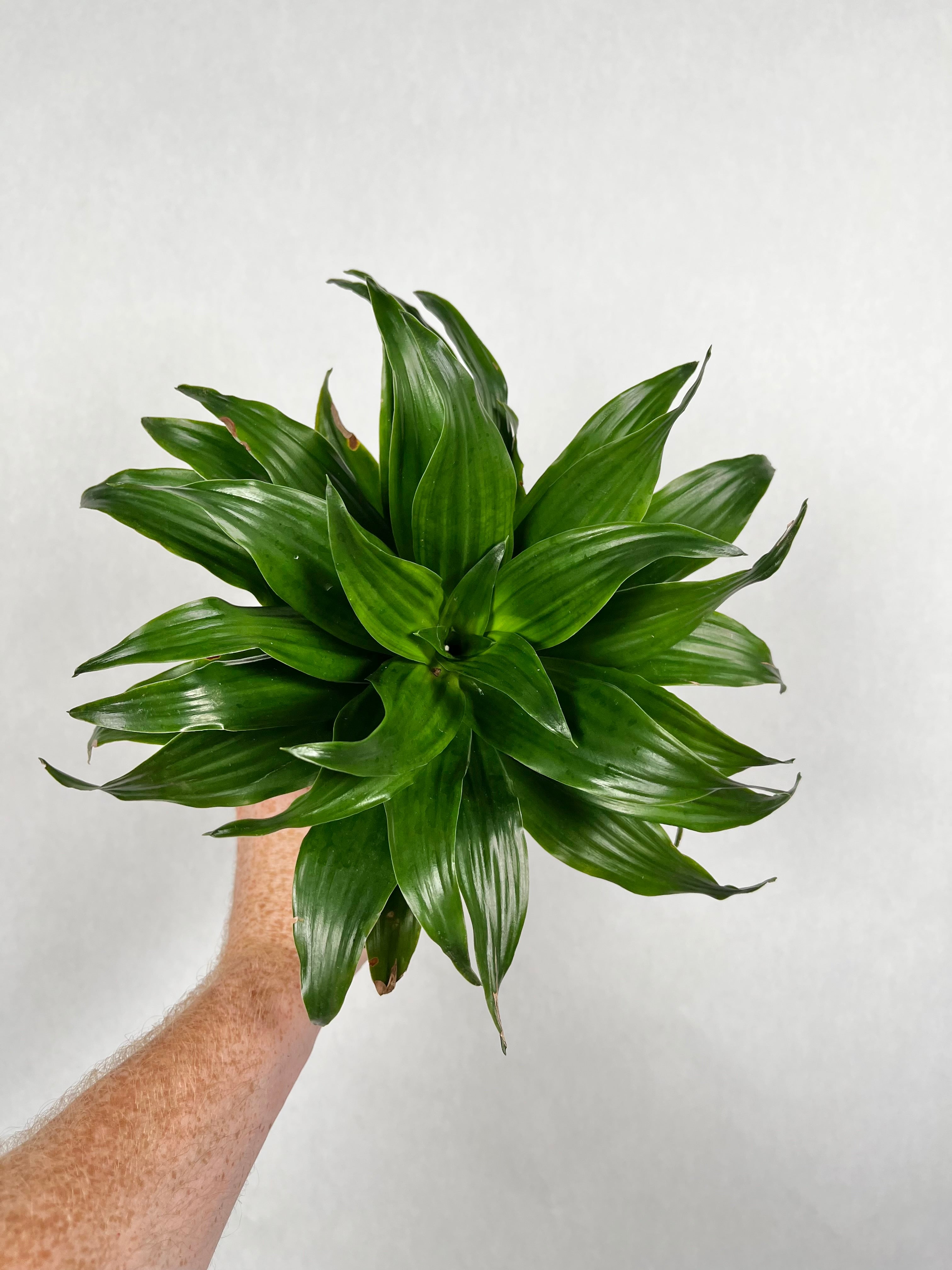 Dracaena Janet Craig Compacta
