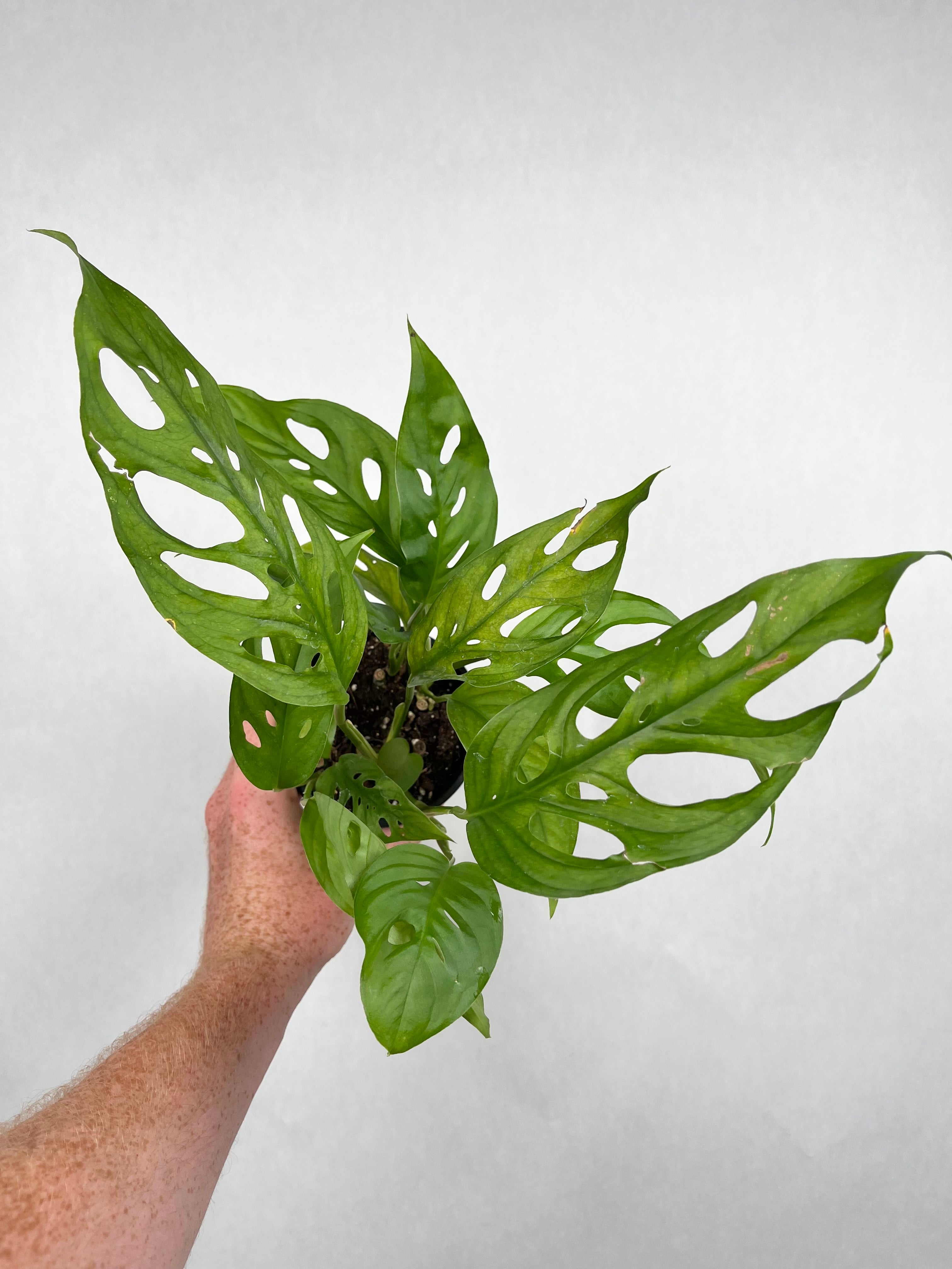 Swiss Cheese Monstera