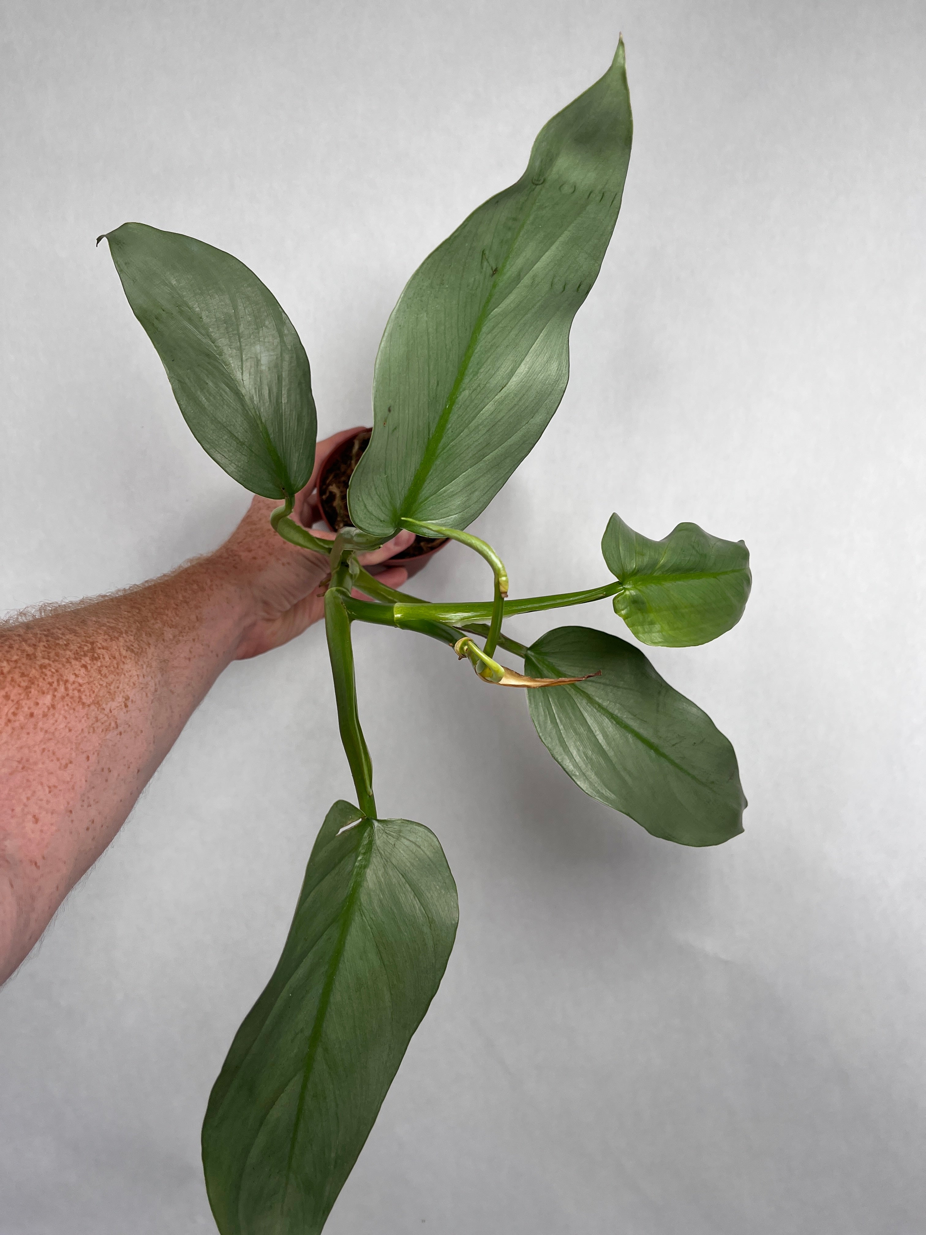 Philodendron Silver Sword