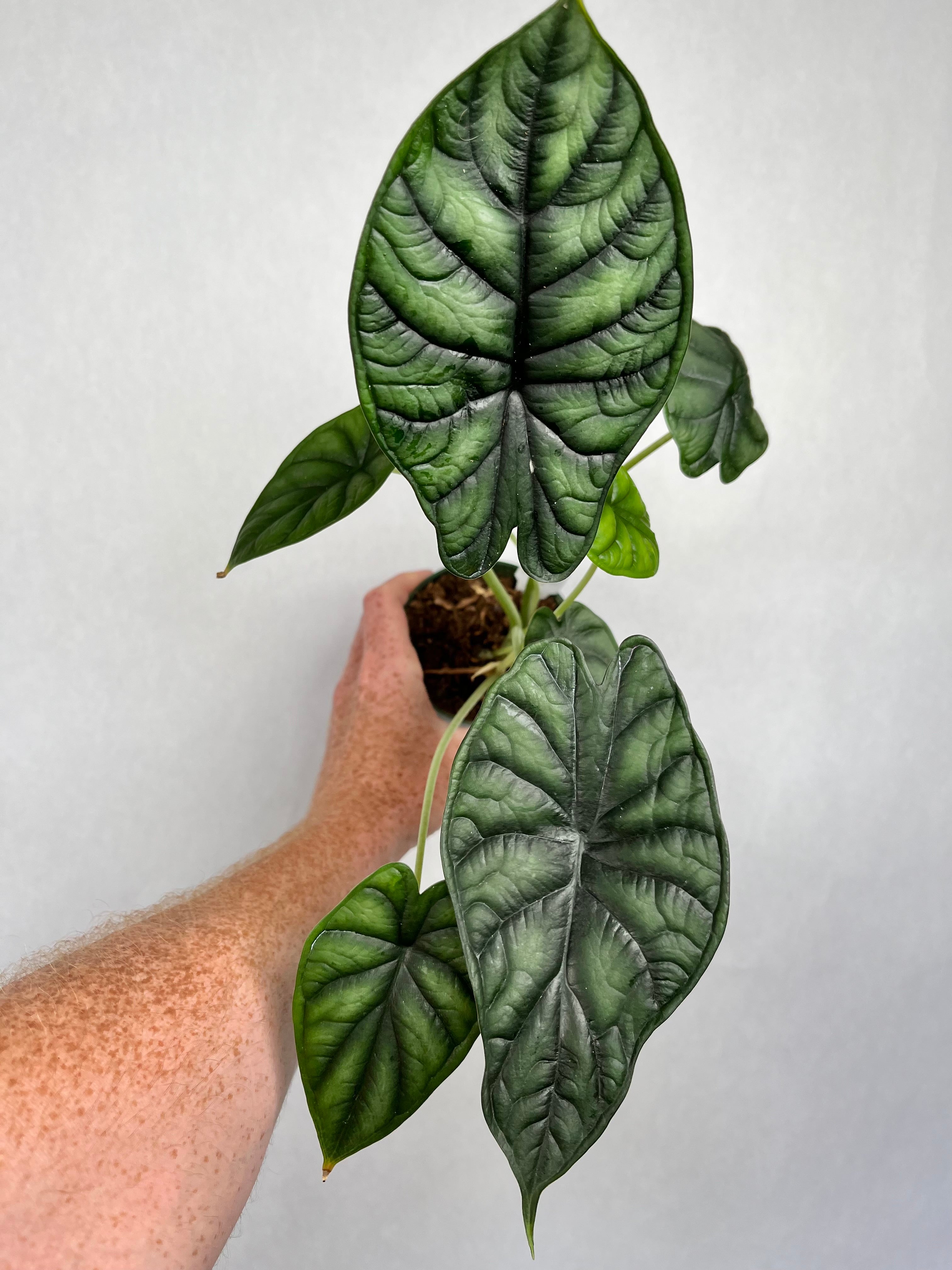 Alocasia Dragon Scale