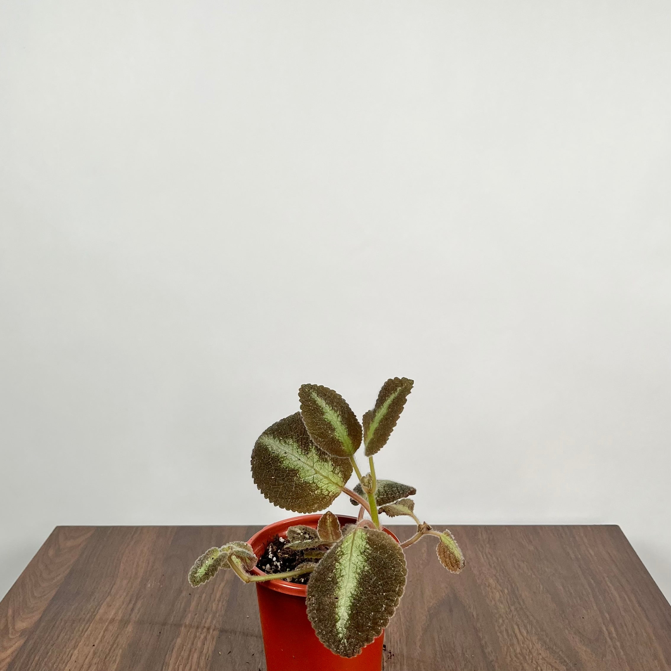 Episcia