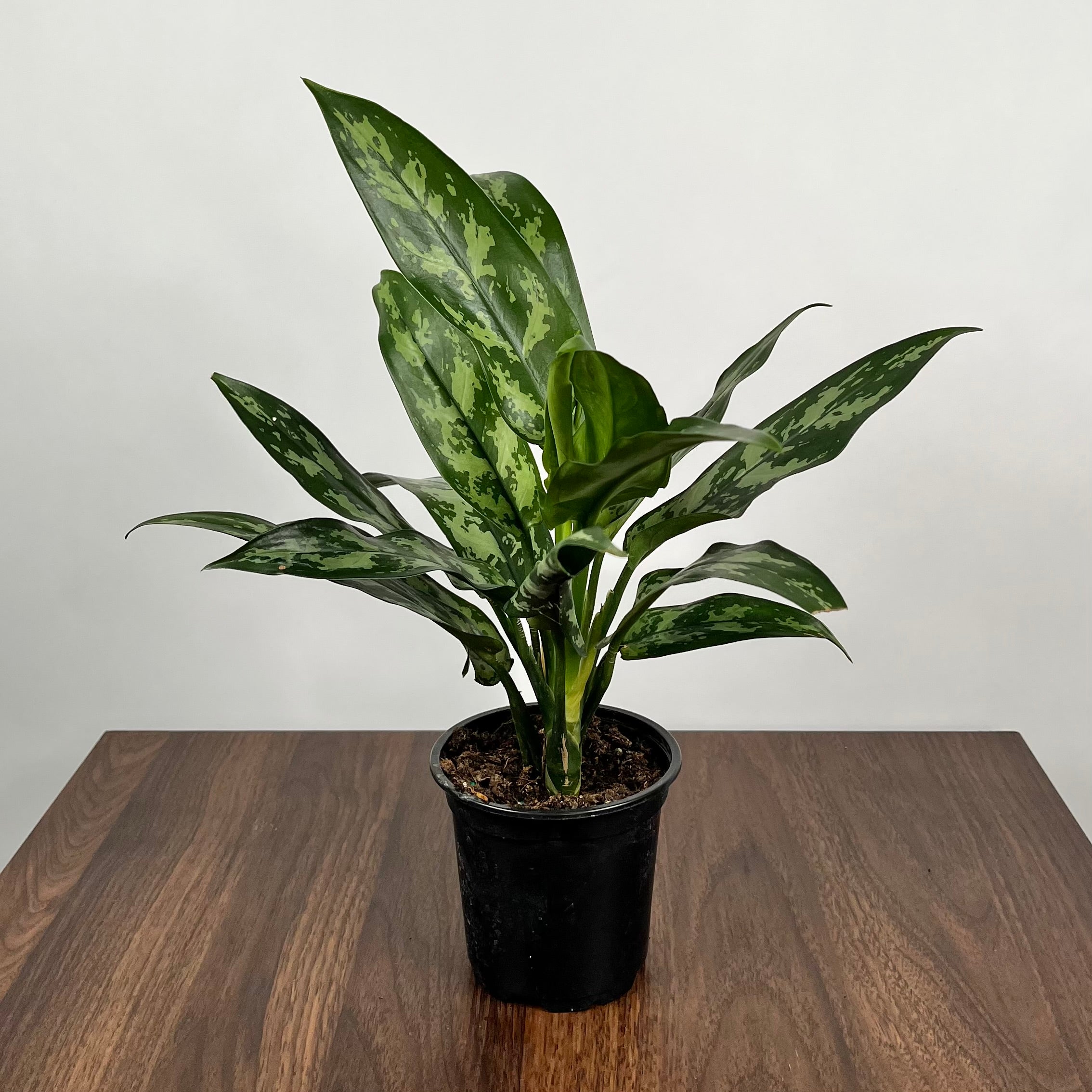 Aglaonema Maria