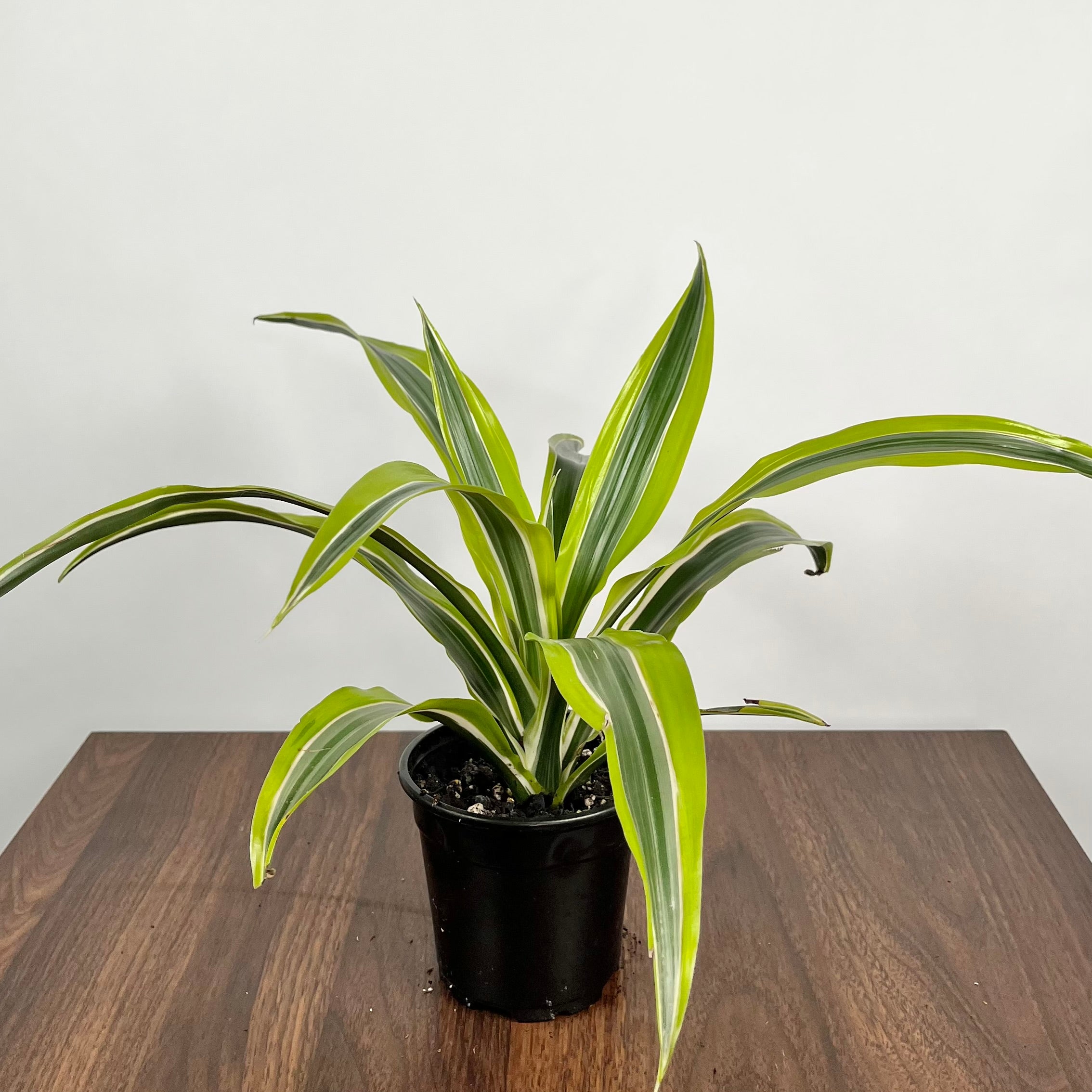 Dracaena Warneckii Lemon Lime