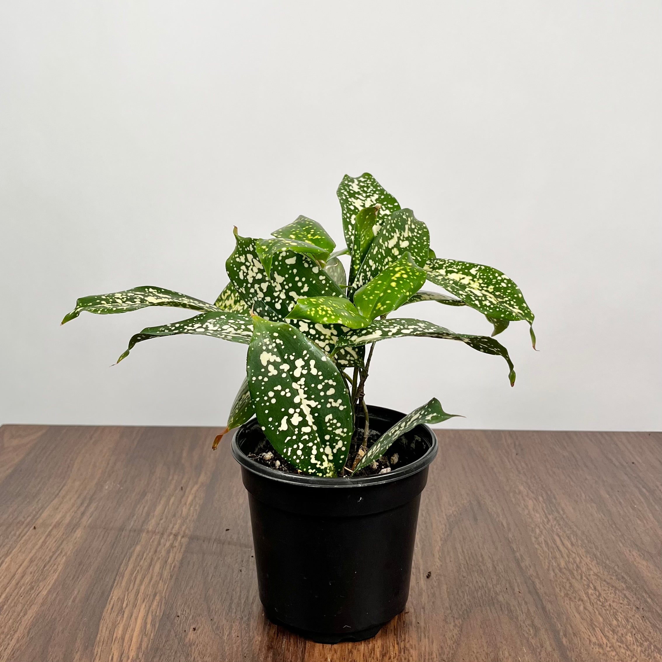 4" Dracaena Florida Beauty