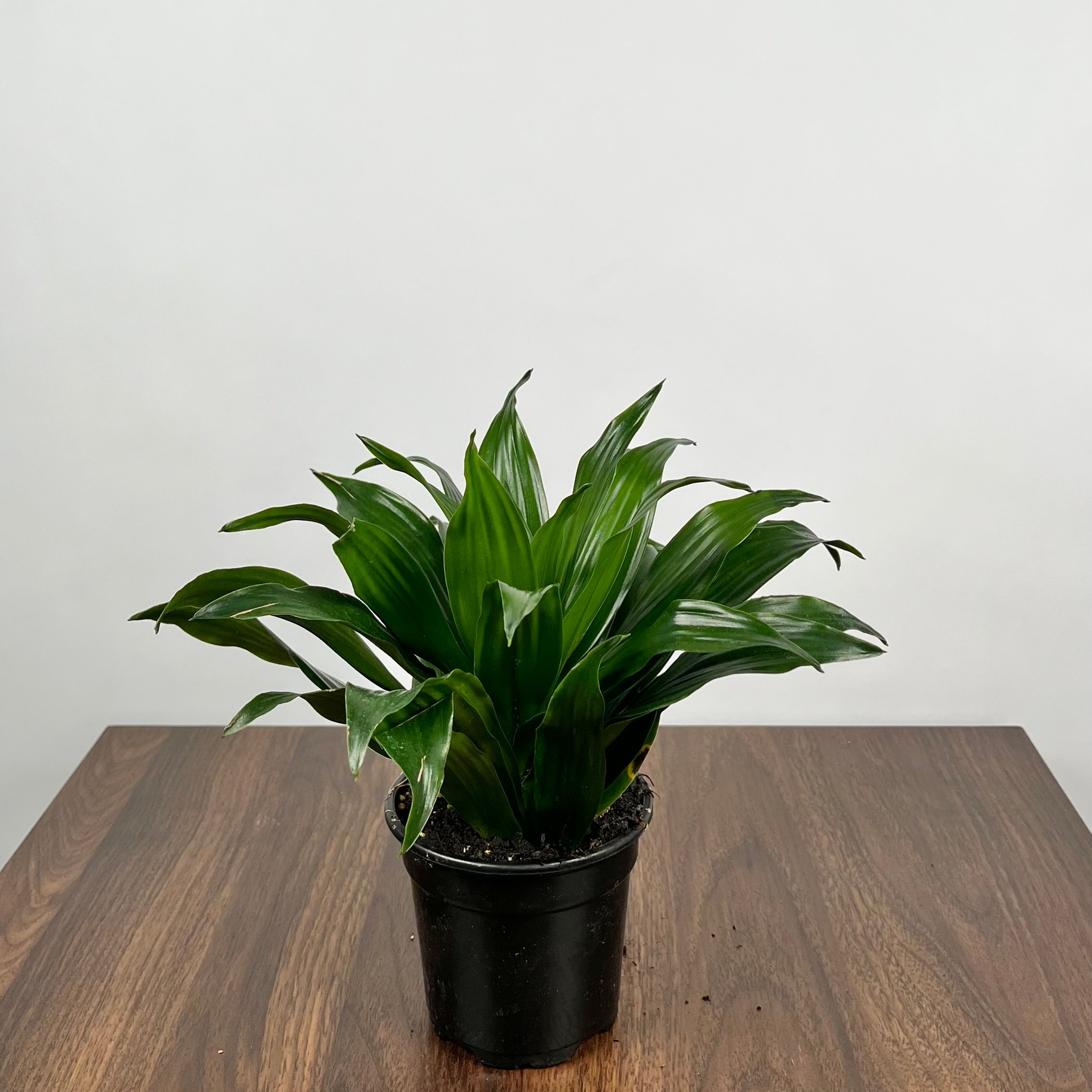 Dracaena Janet Craig Compacta