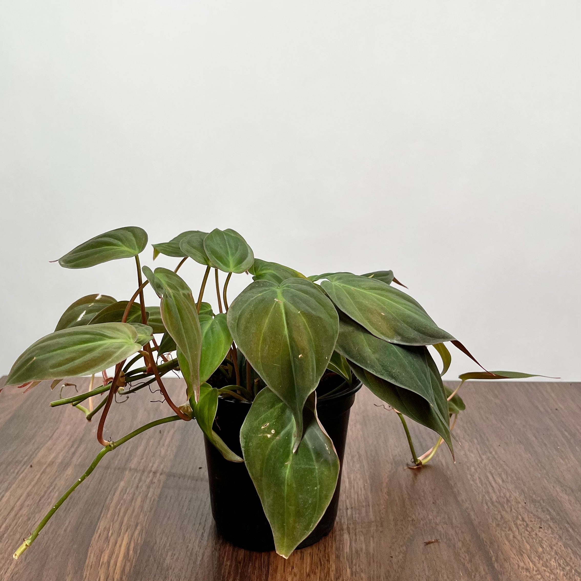 Philodendron Micans