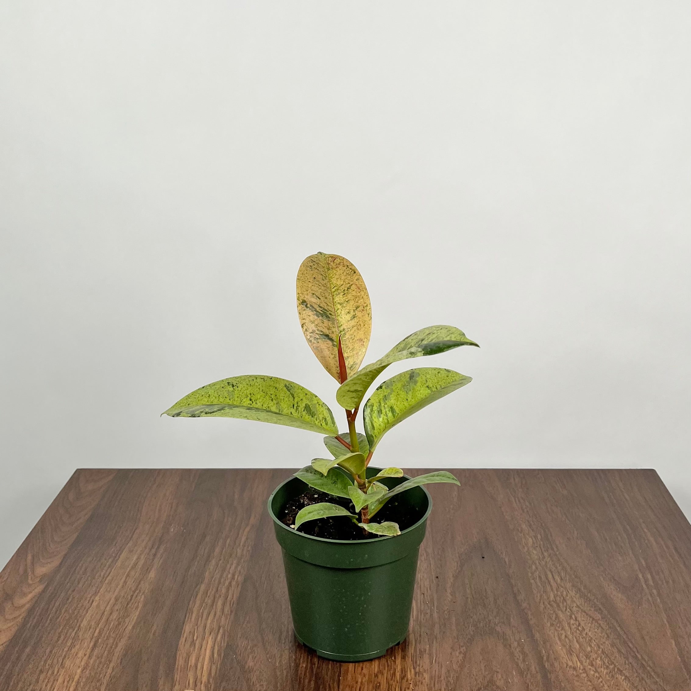 Ficus Moonshine Shiveriana