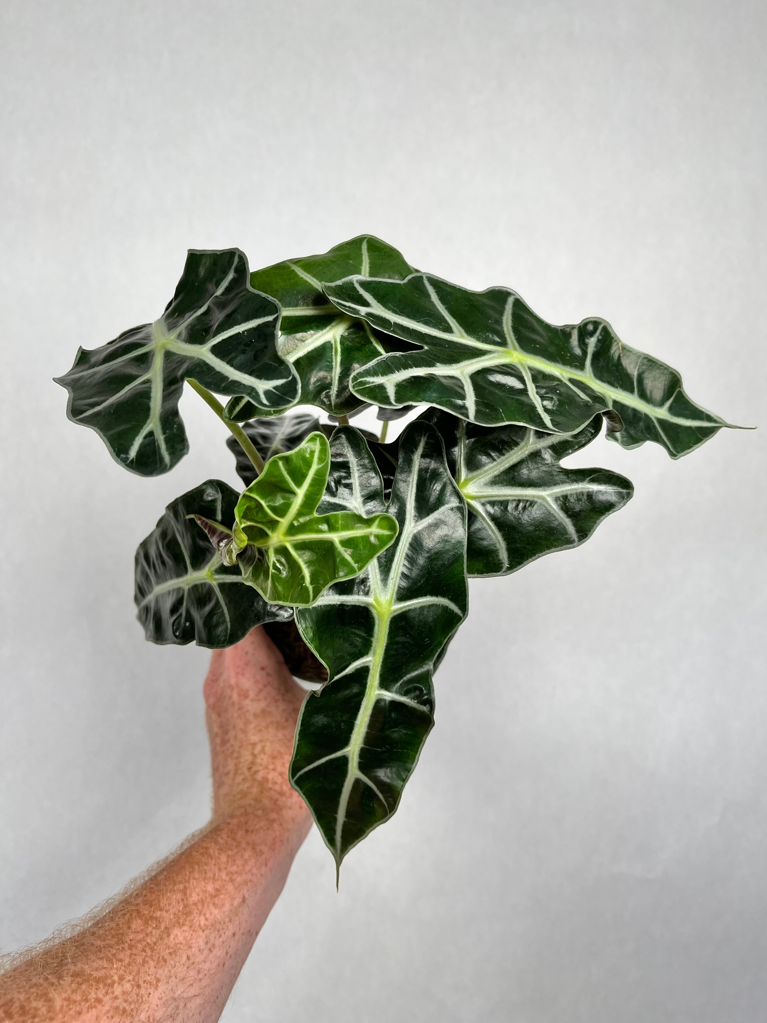 Alocasia Amazonica