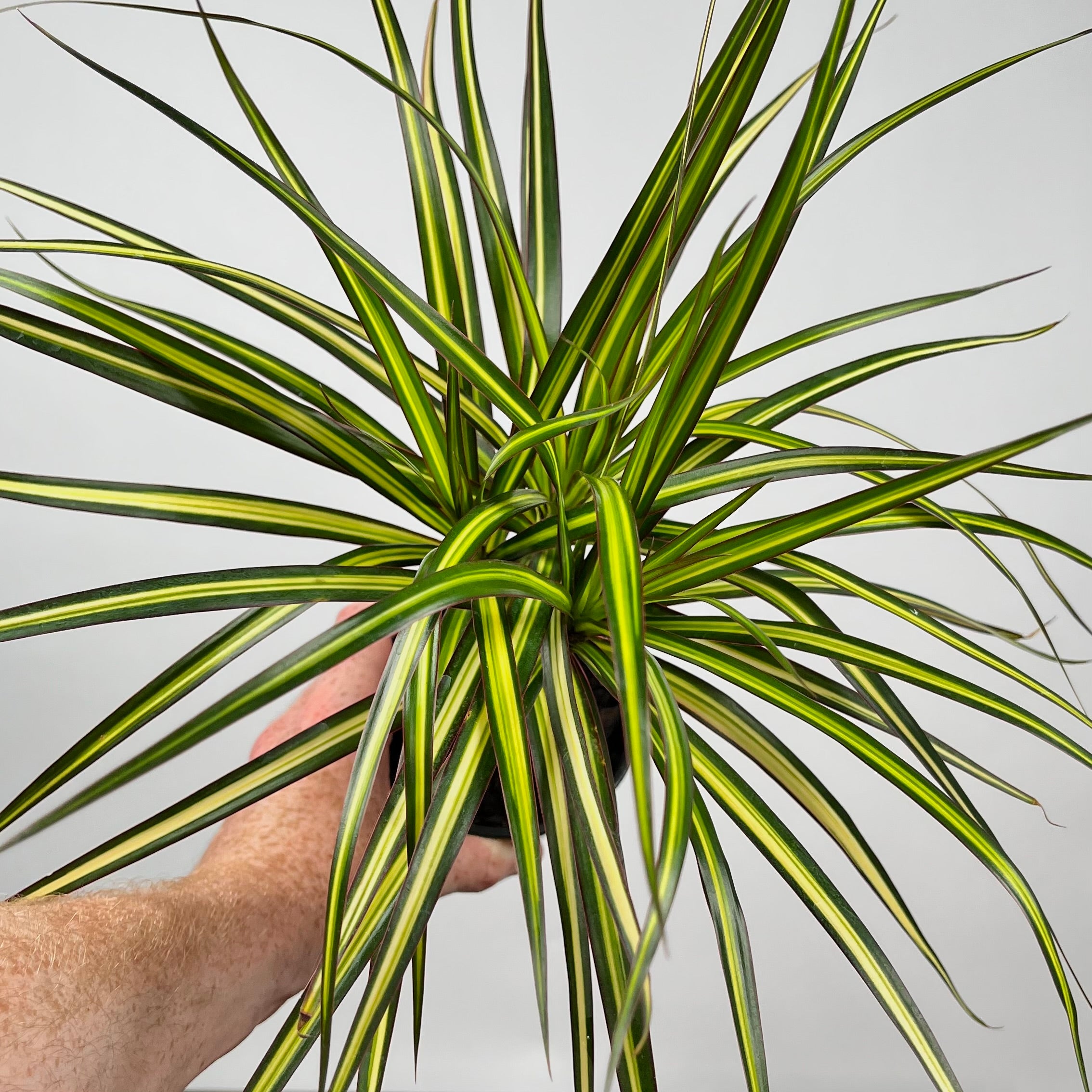 4" Dracaena Ray of Sunshine
