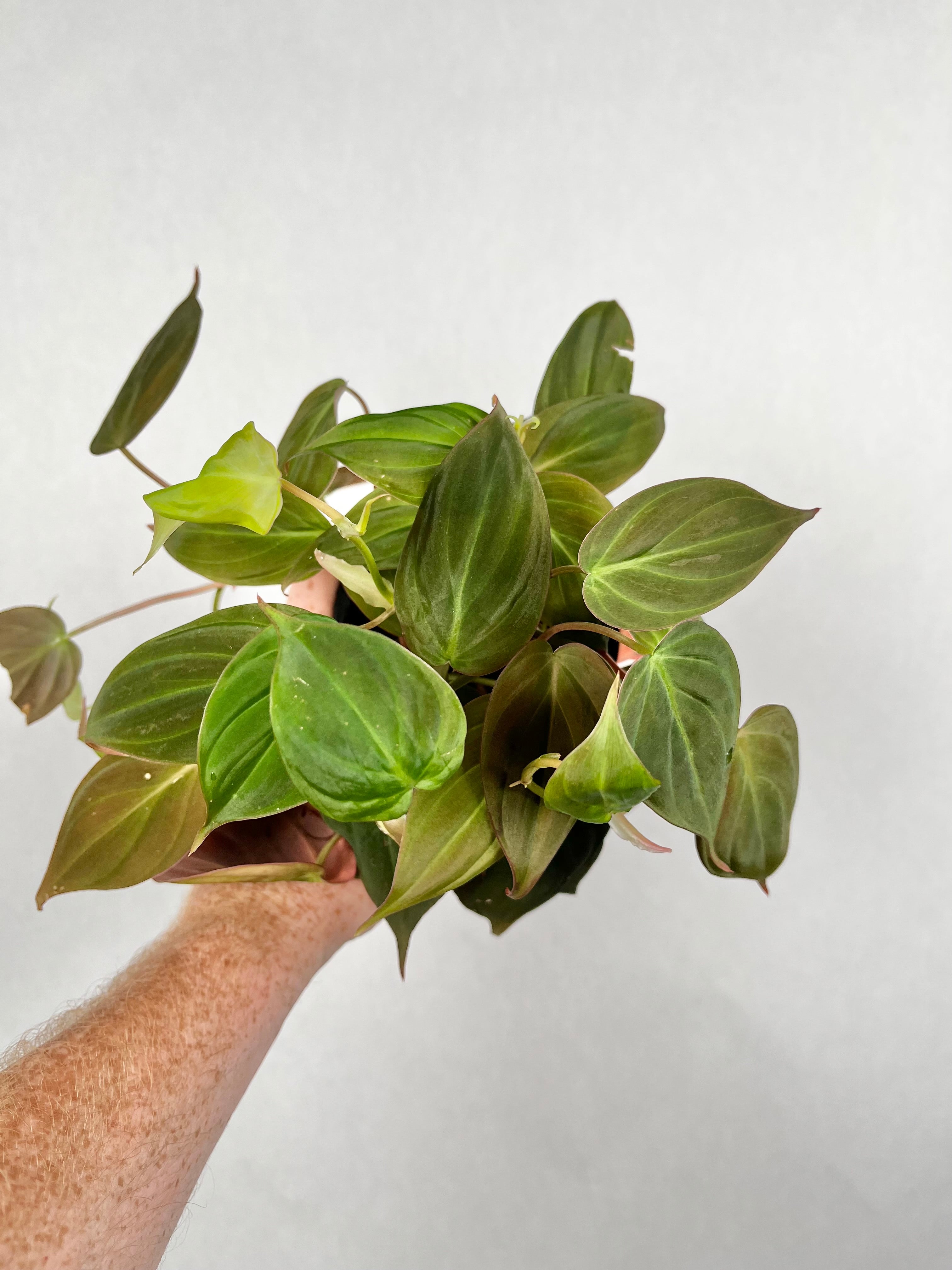 Philodendron Micans