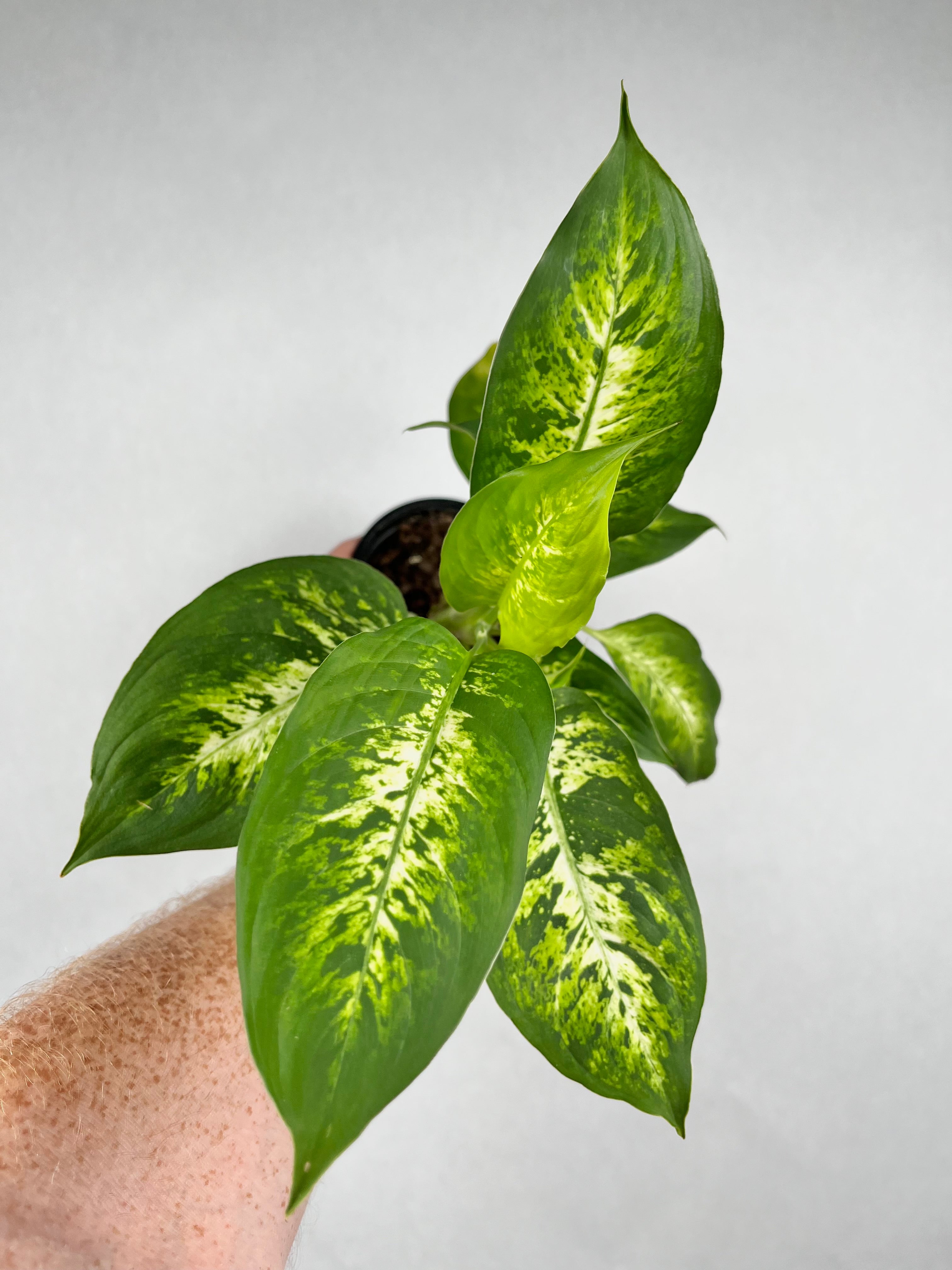 Dieffenbachia Amy