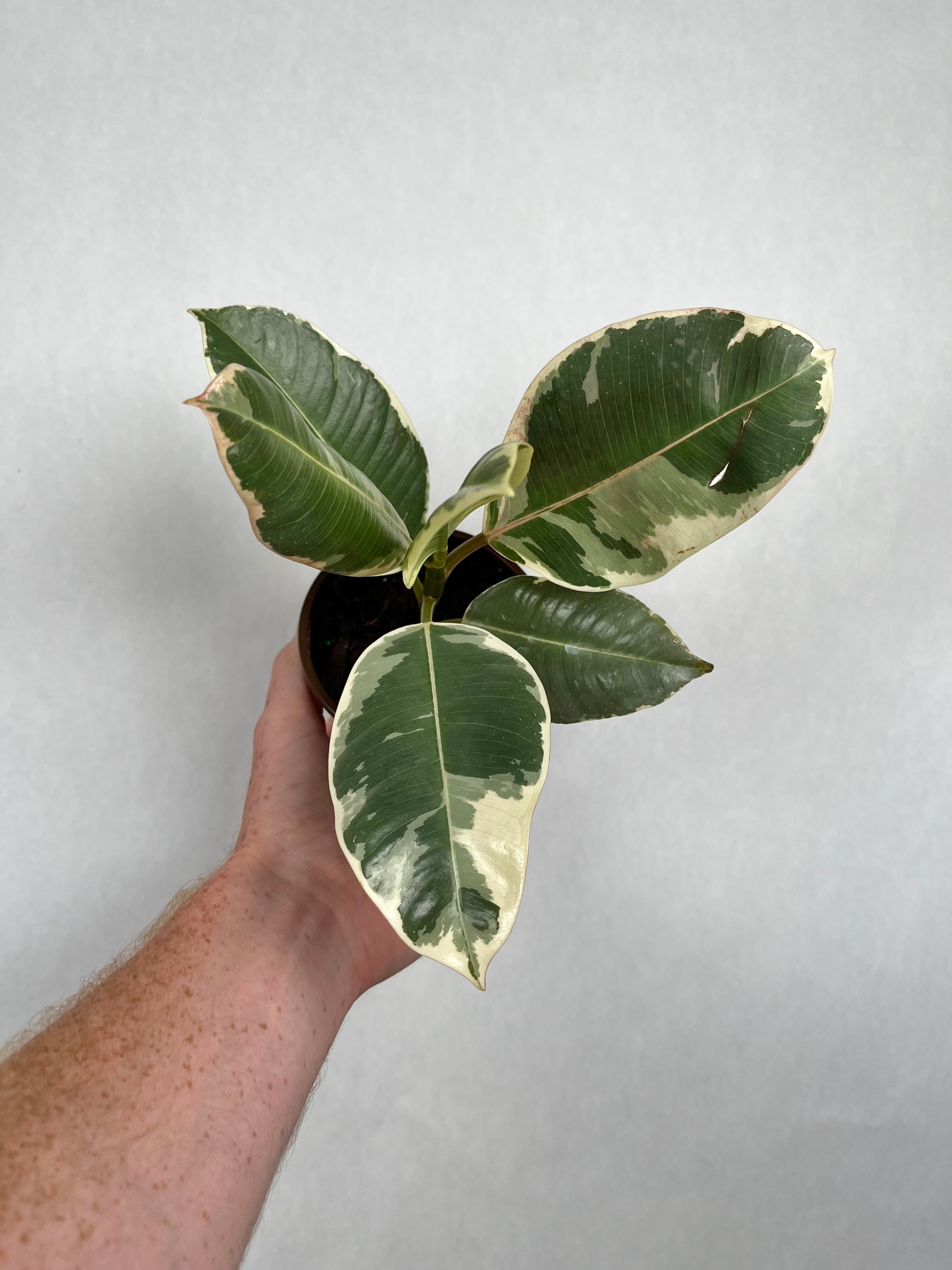 Ficus Tineke Rubber