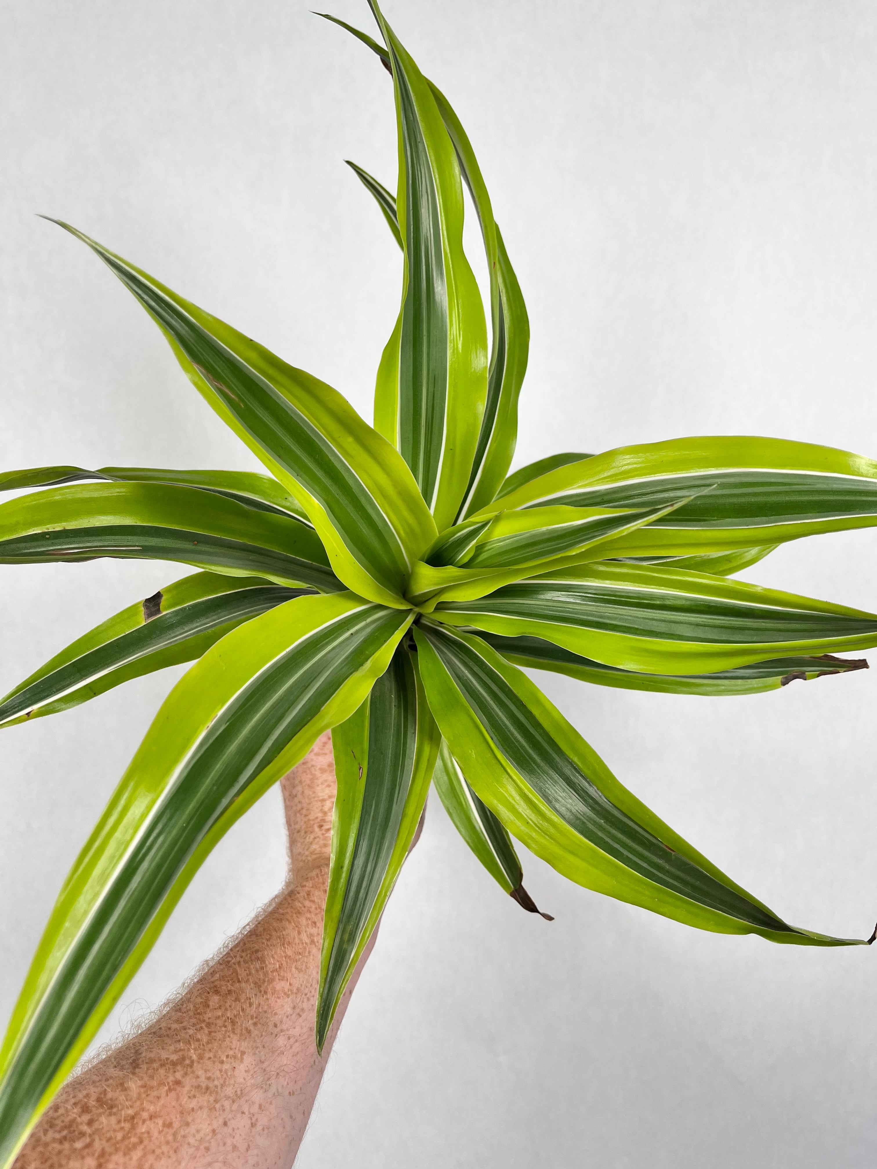 Dracaena Warneckii Lemon Lime