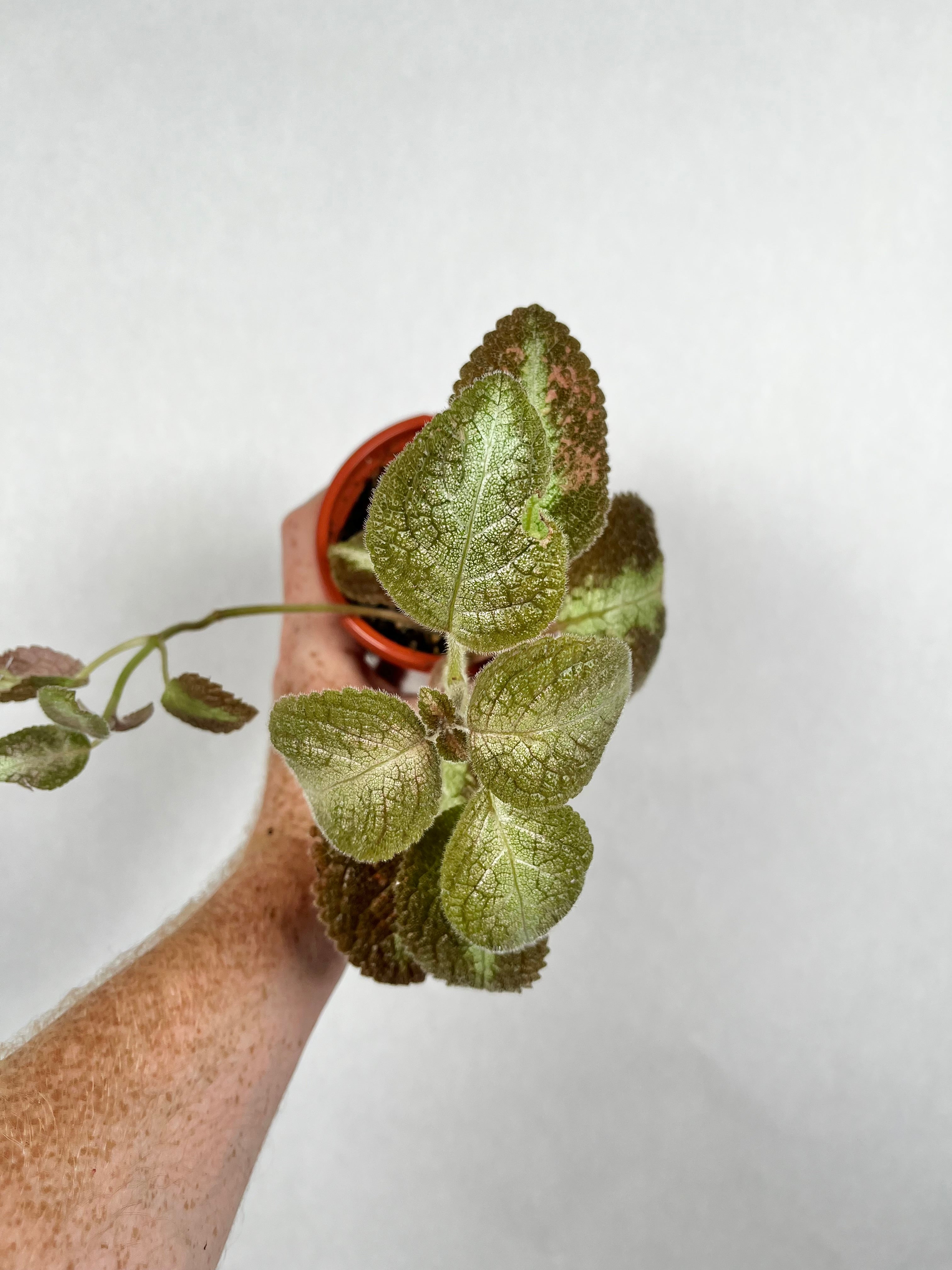 Episcia