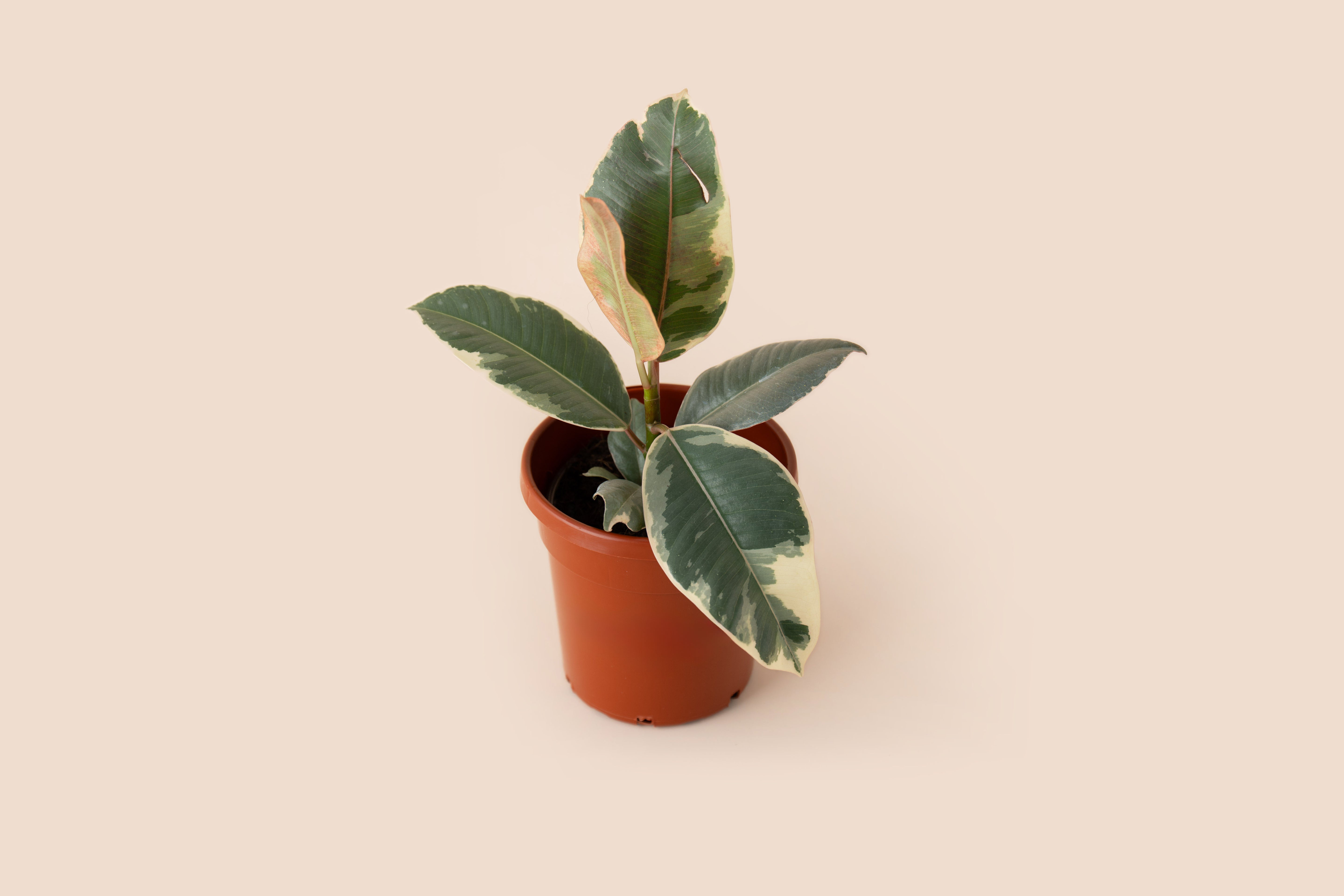 4" Ficus Tineke Rubber