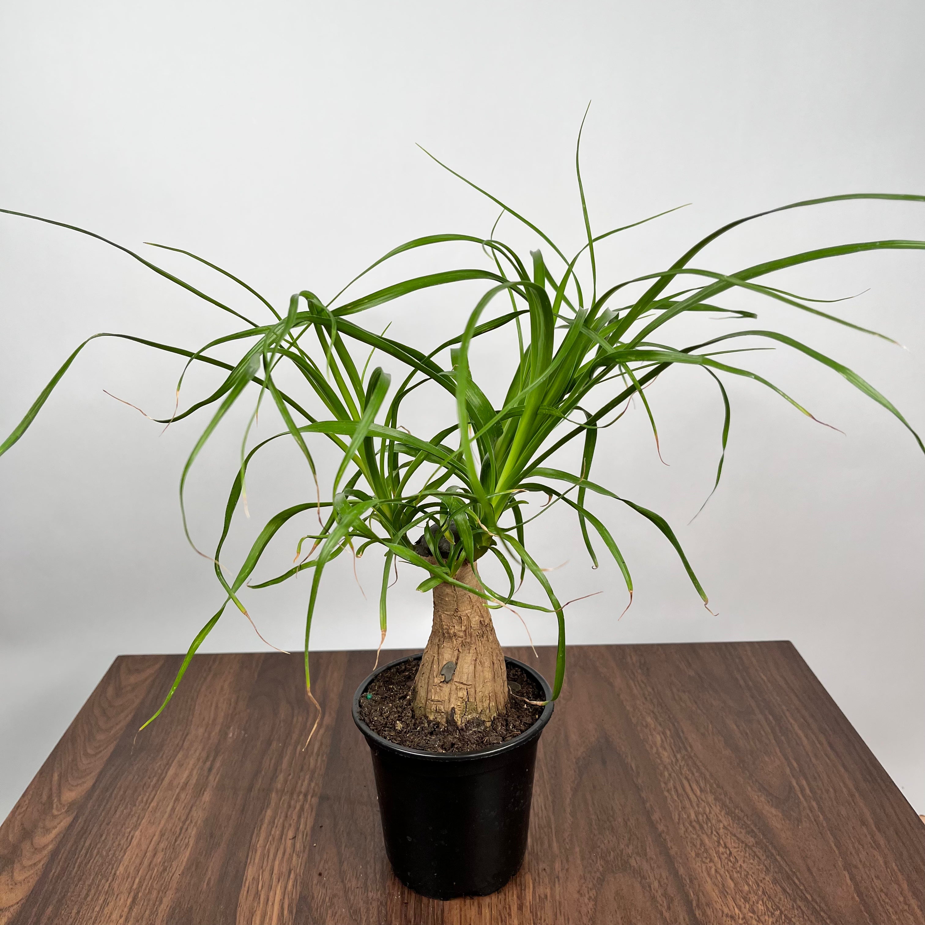 Ponytail Palm Stump