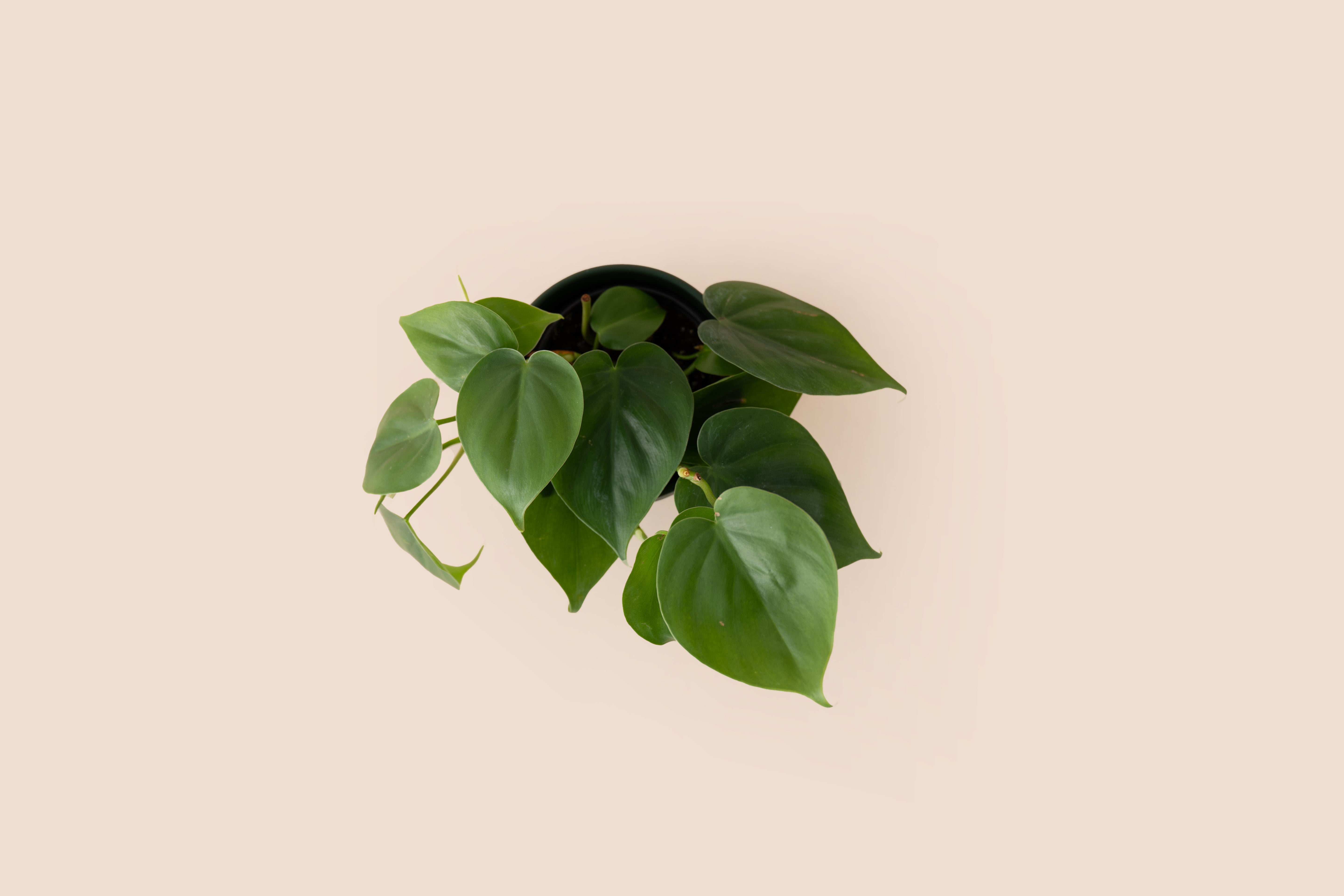 4" Philodendron Cordatum