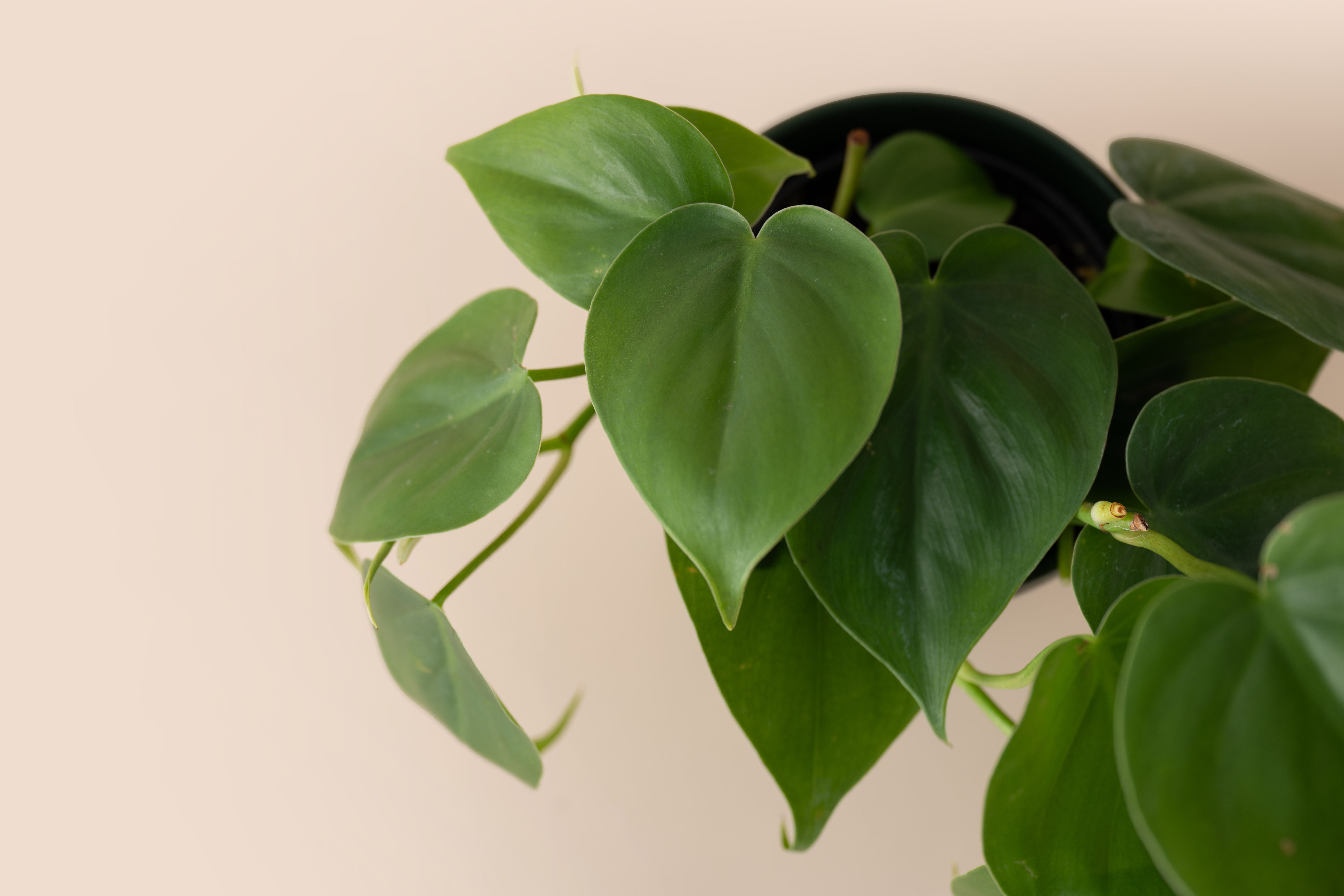 4" Philodendron Cordatum