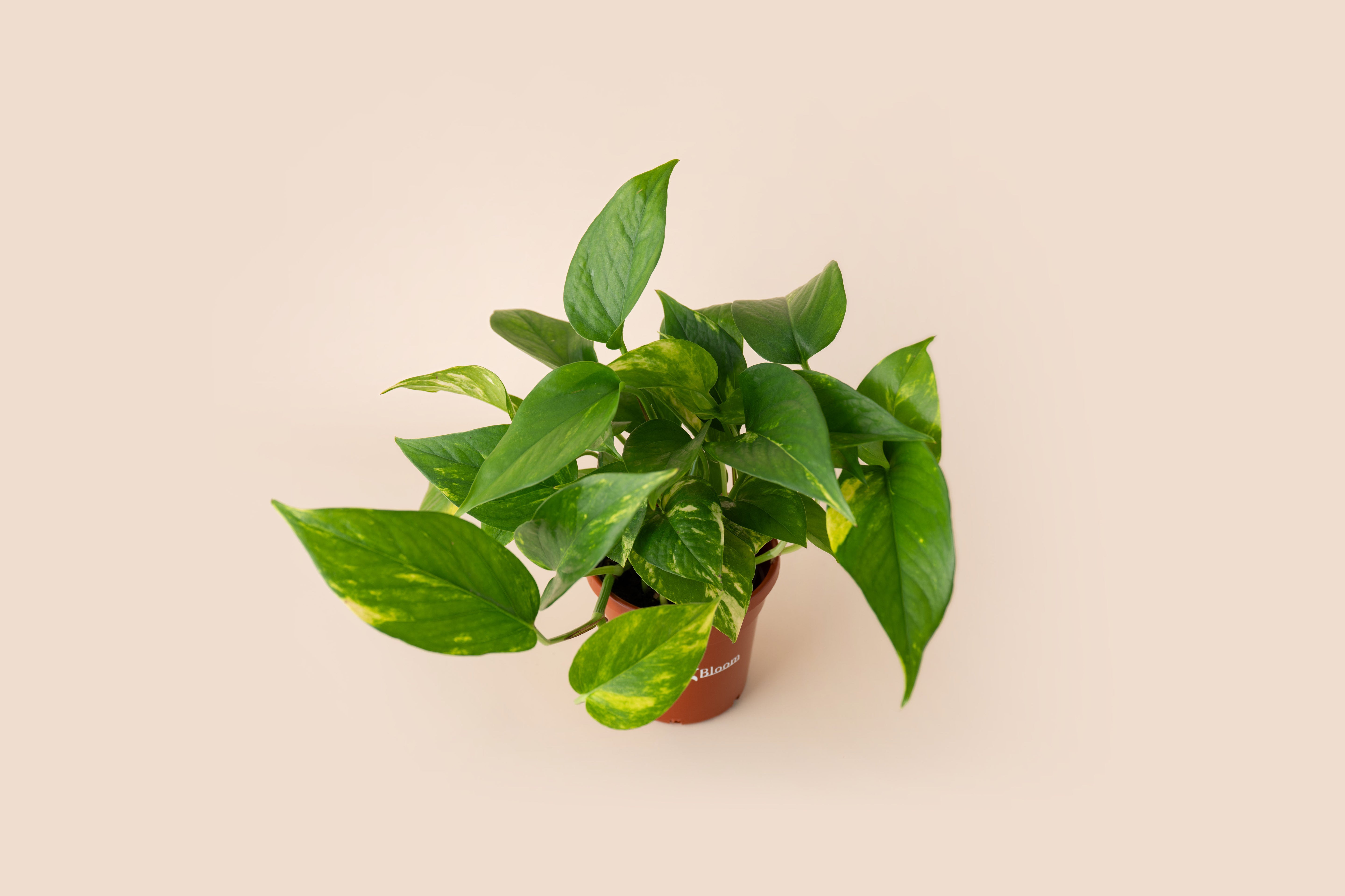 4" Pothos Golden