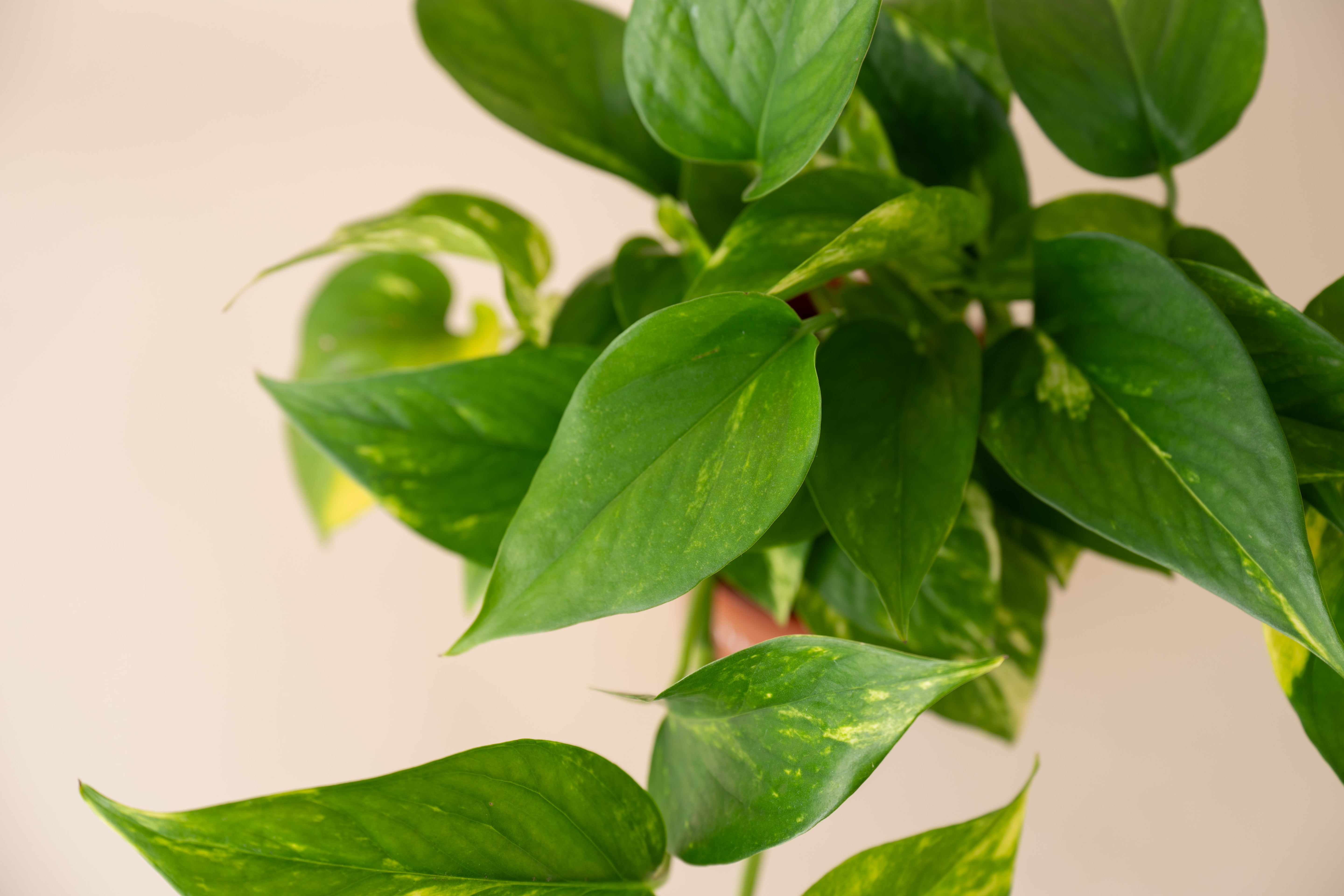 4" Pothos Golden