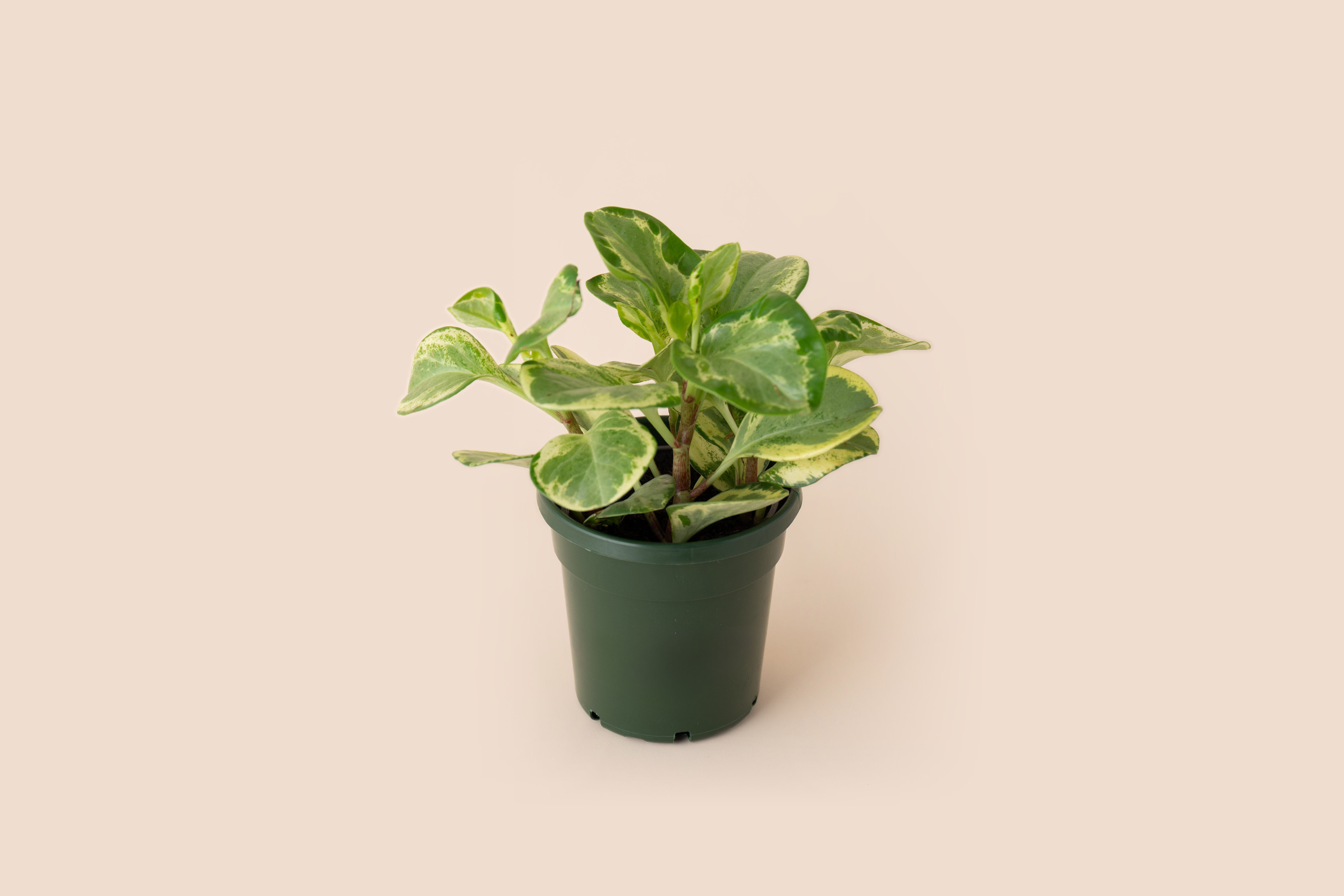 4" Peperomia Golden Gate