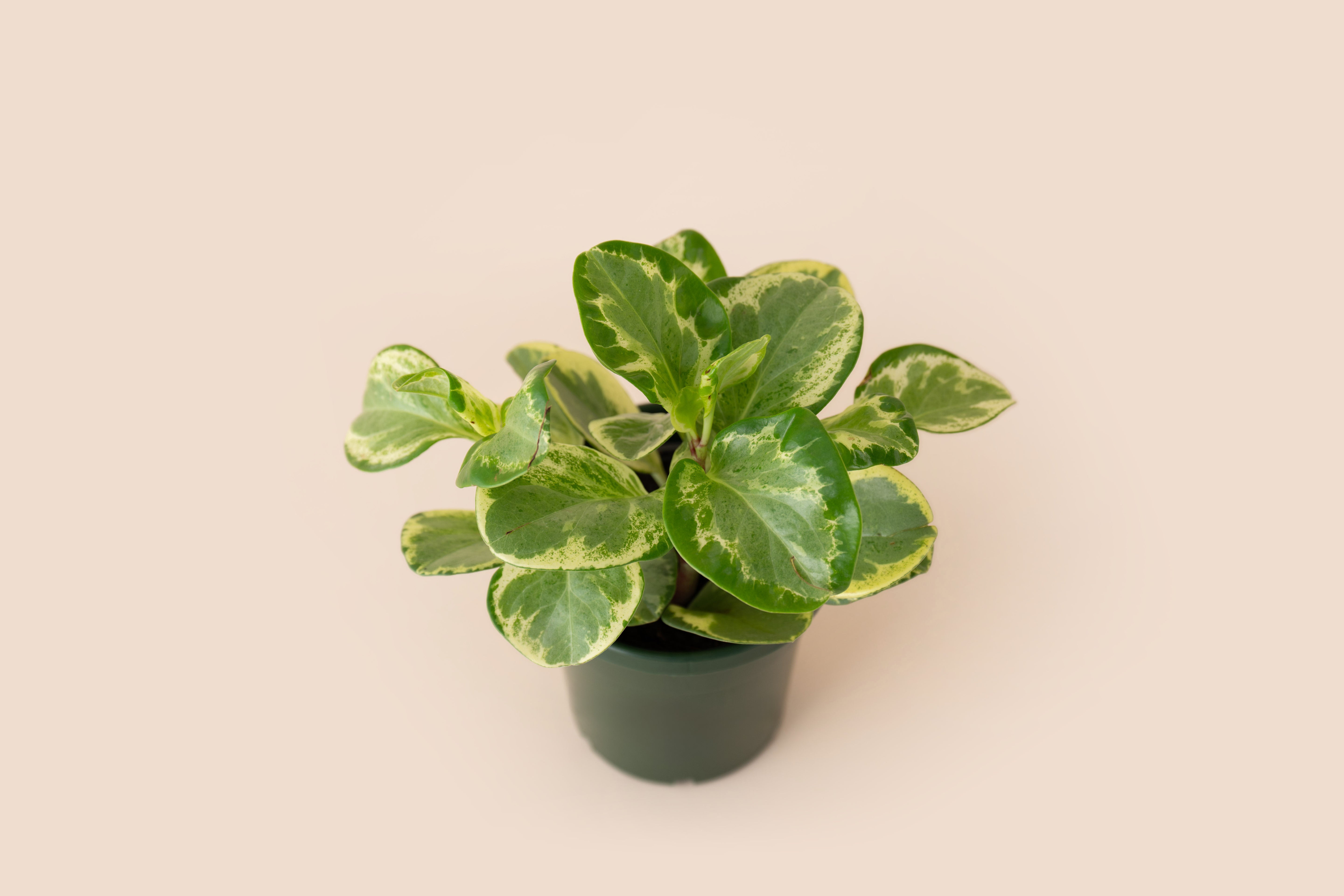 4" Peperomia Golden Gate