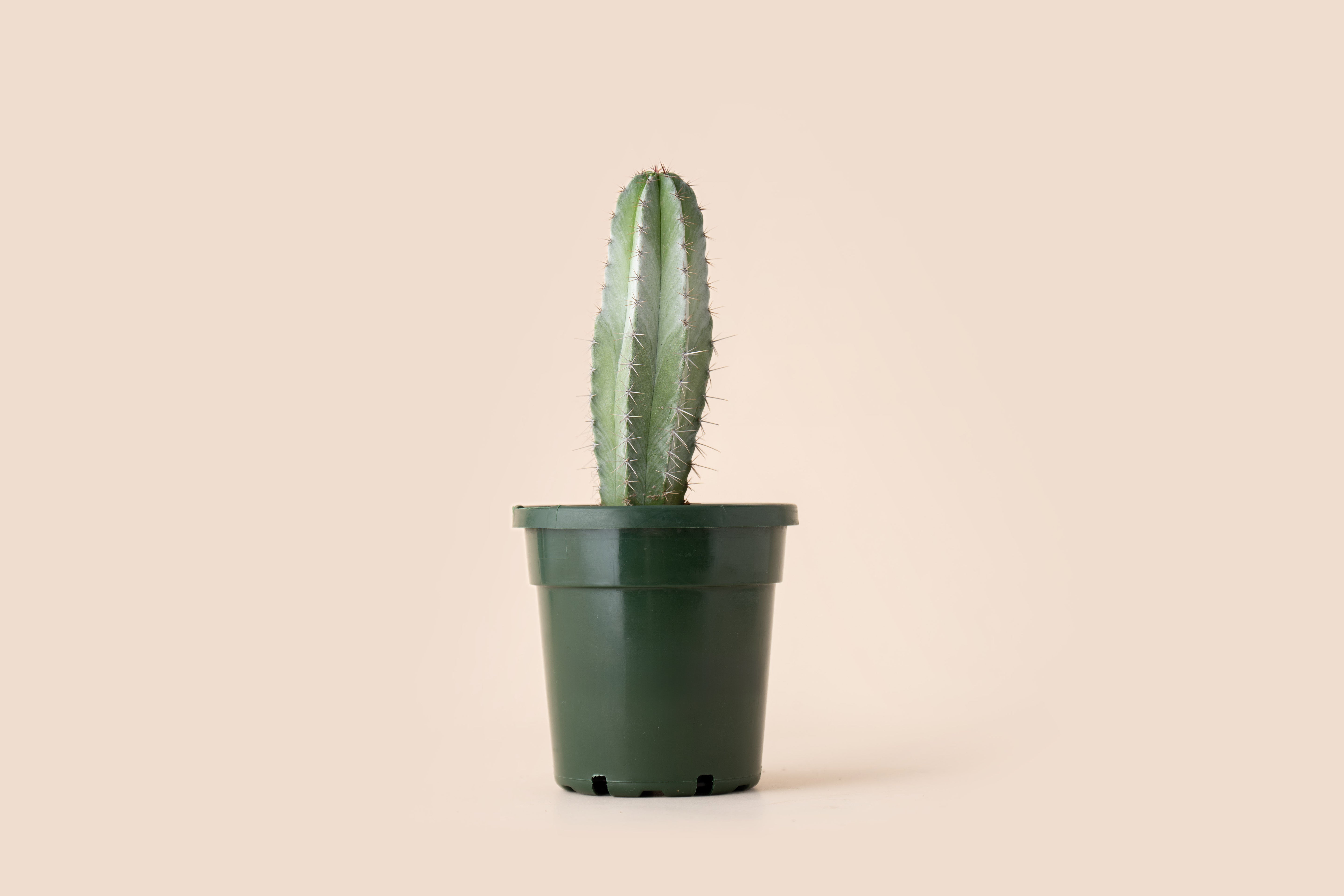 4" Organ Pipe Cactus