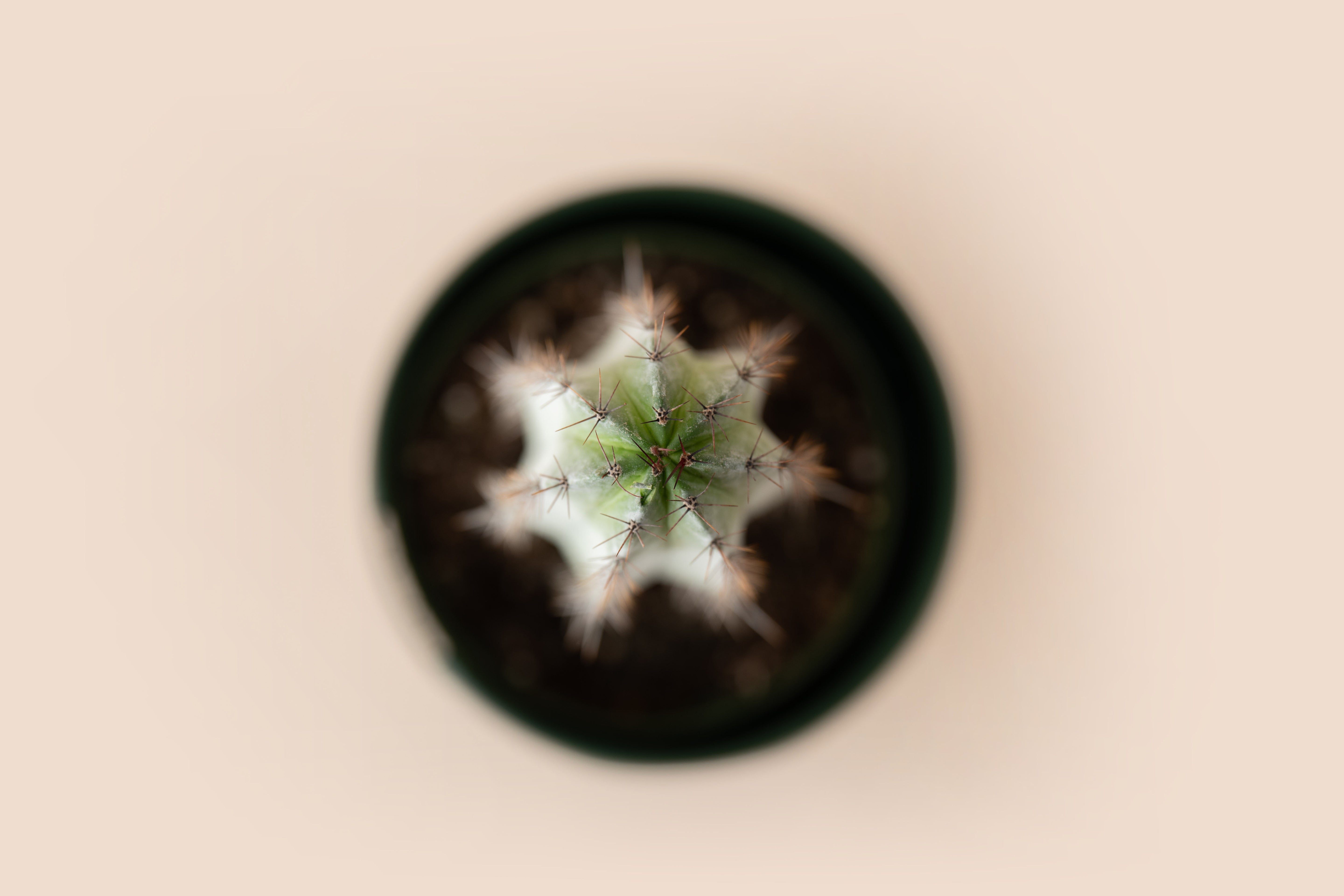 4" Organ Pipe Cactus