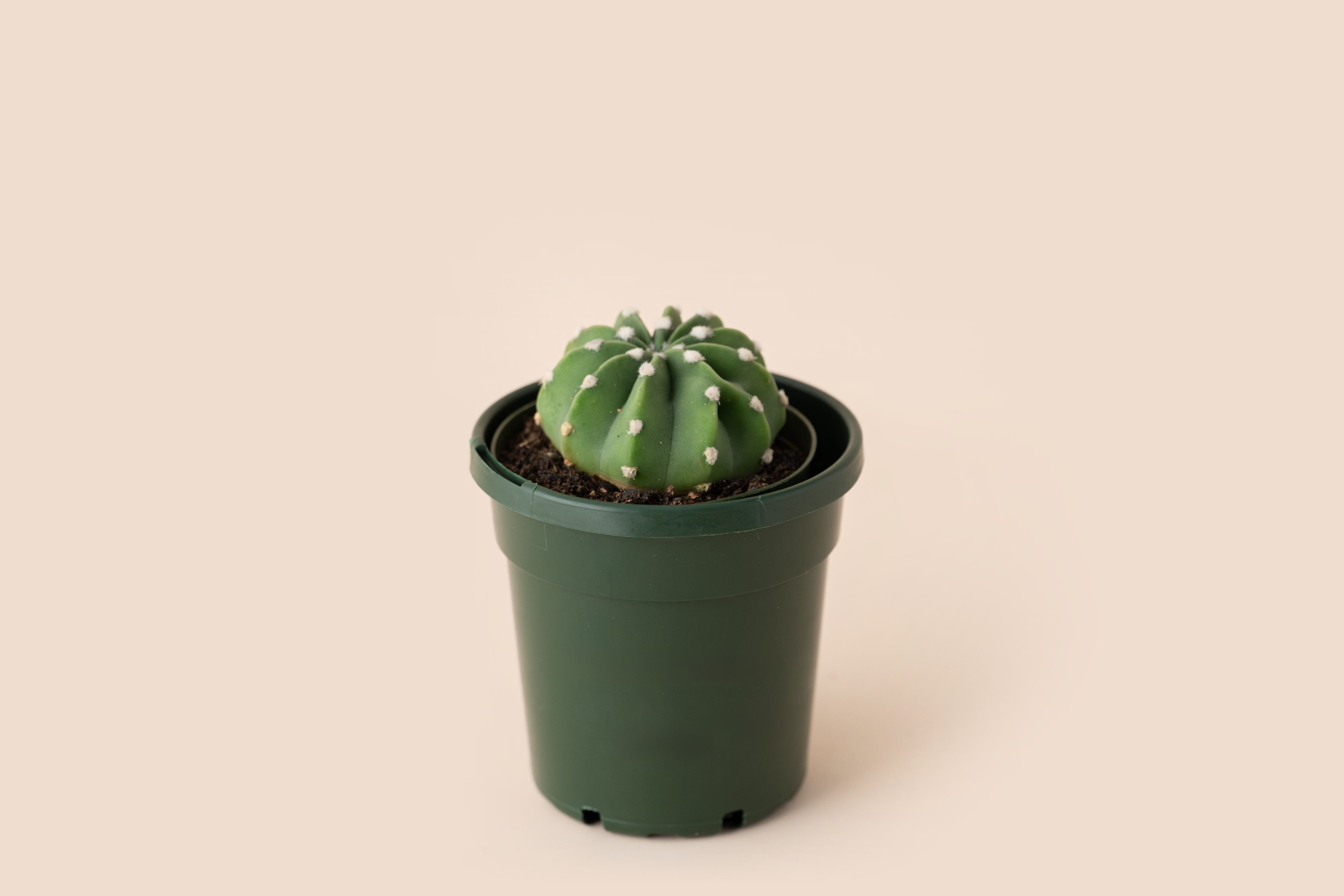 4" Easter Lily Cactus