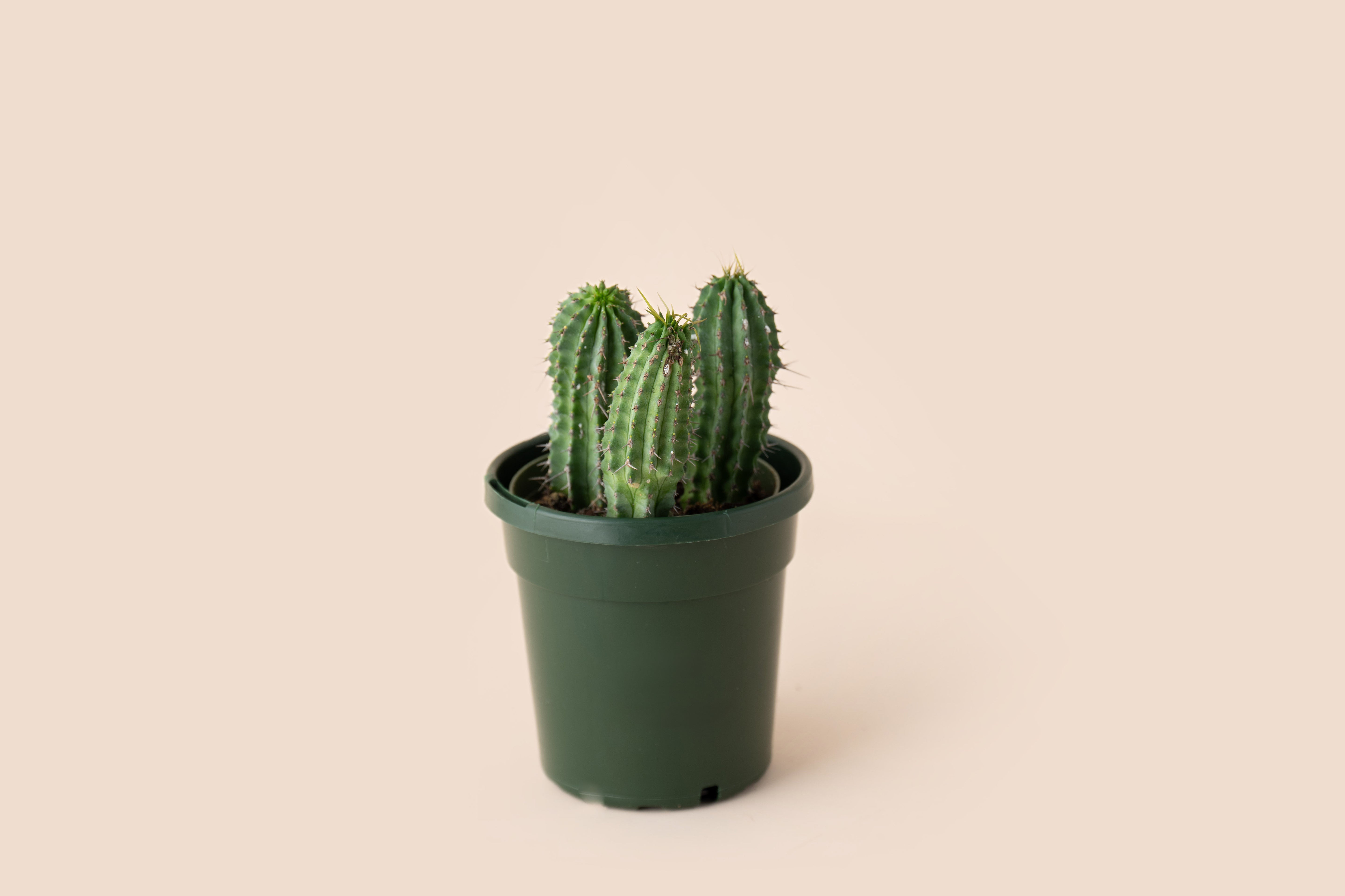 4" Milk Barrel Cactus