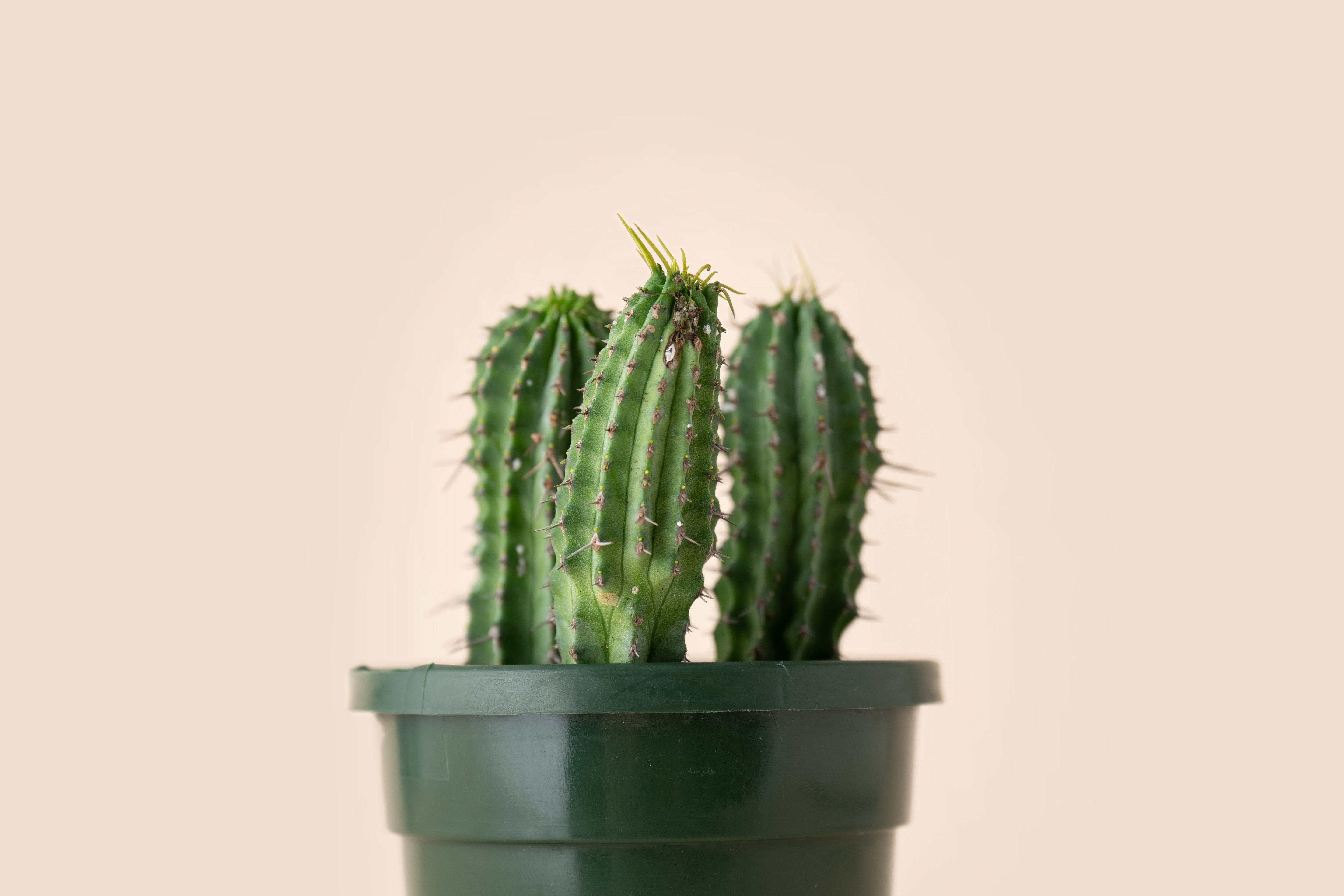 4" Milk Barrel Cactus