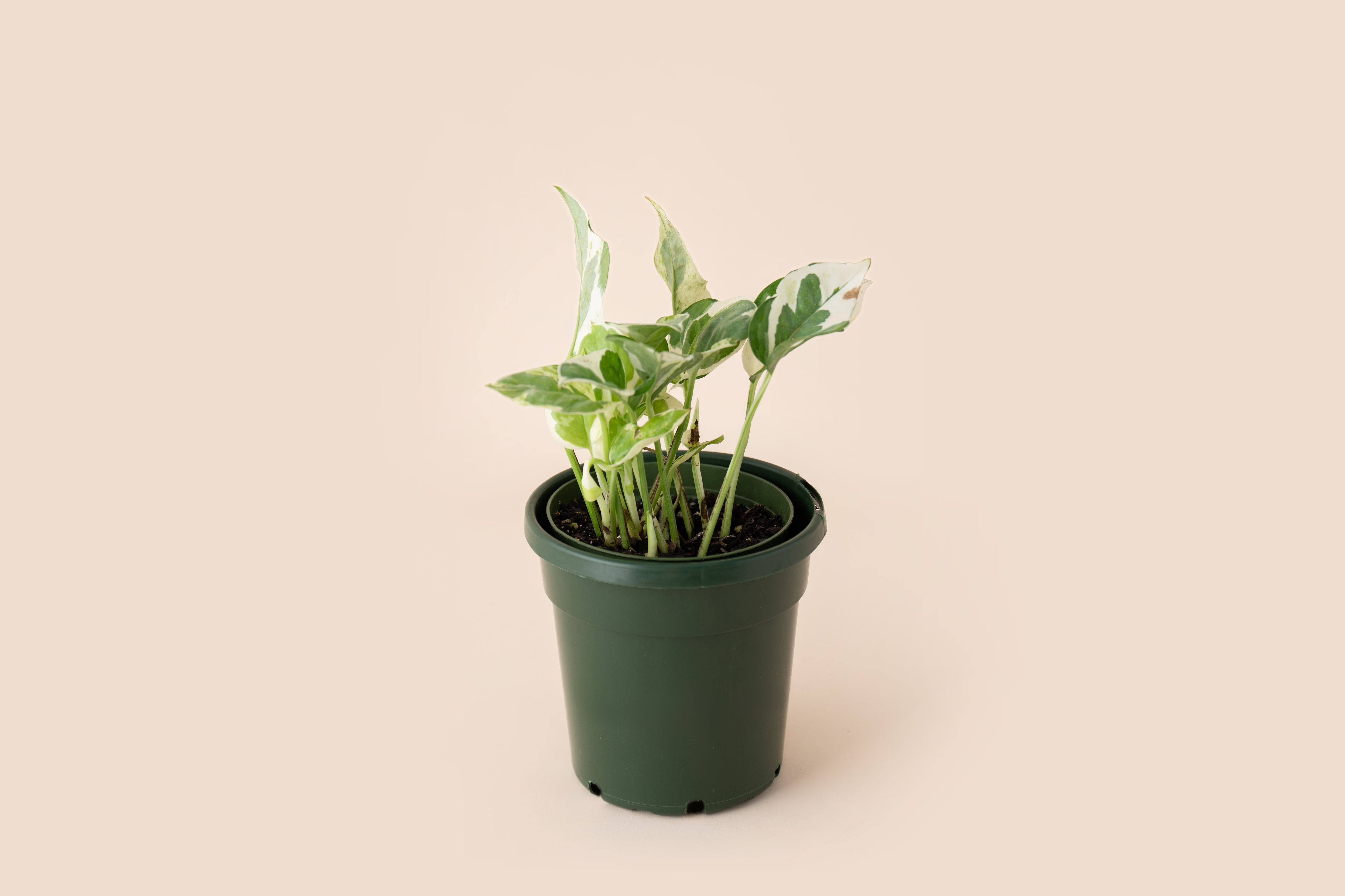 4" Pothos Pearls and Jade