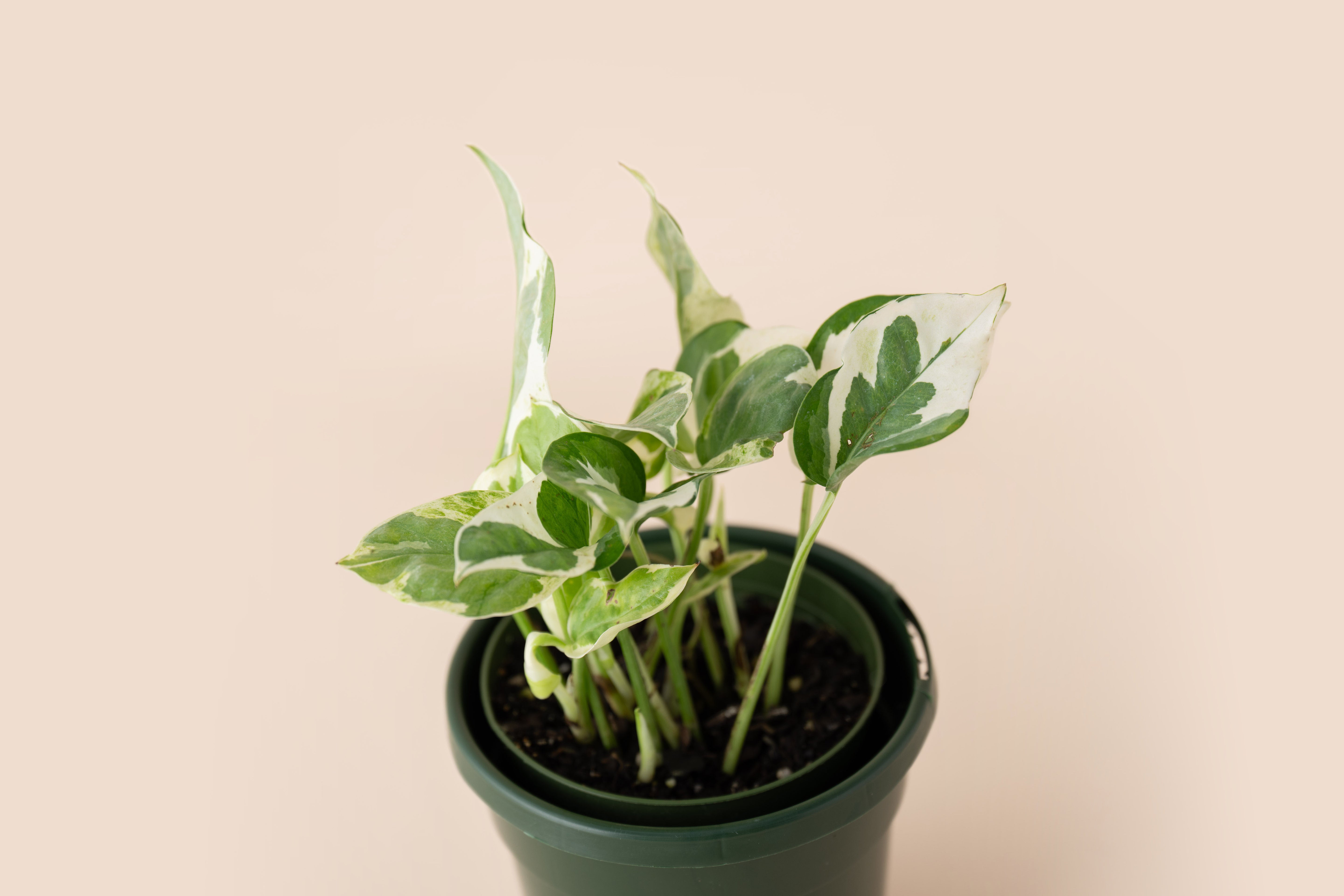4" Pothos Pearls and Jade