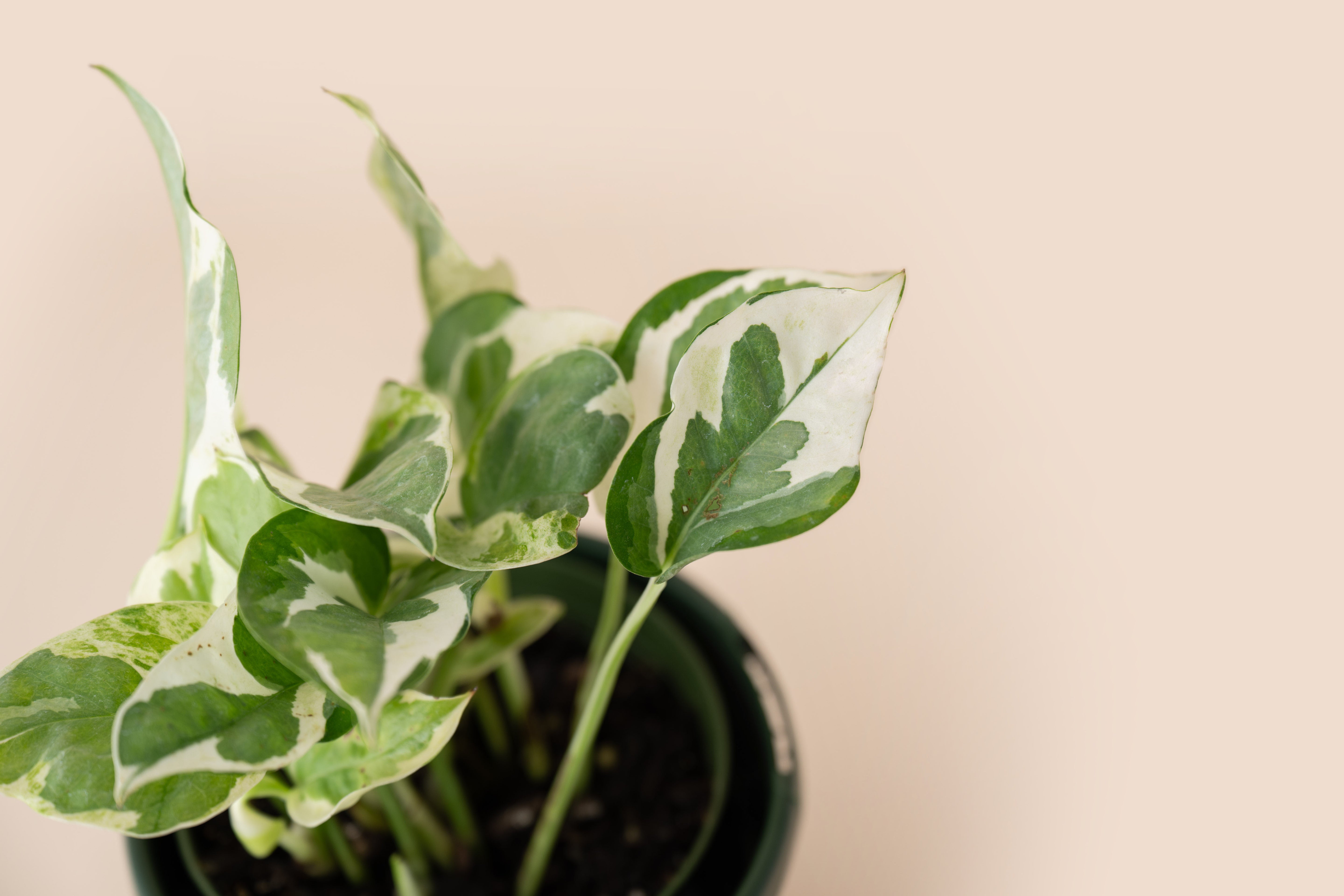4" Pothos Pearls and Jade