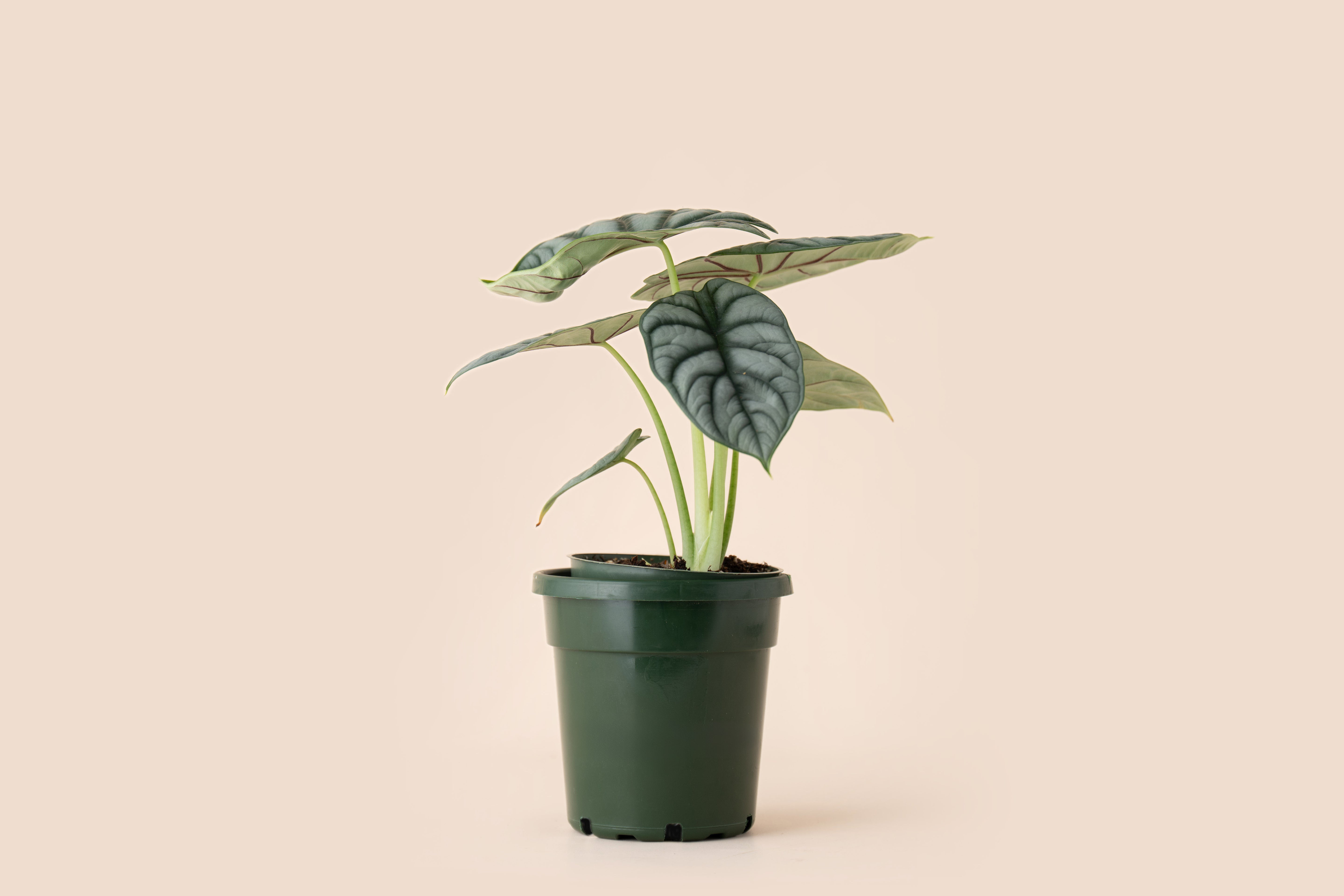 4" Alocasia Dragon Scale