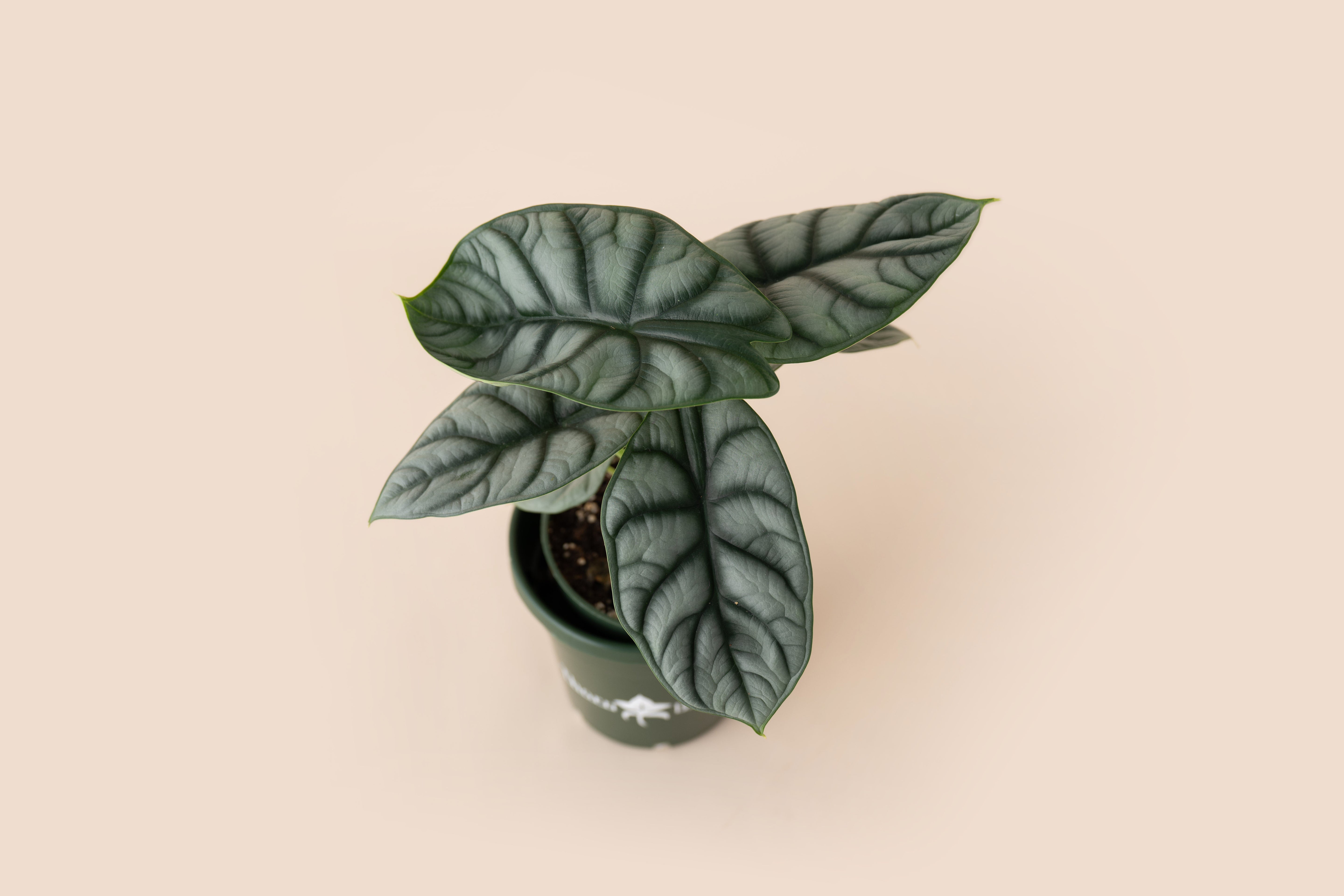 4" Alocasia Dragon Scale