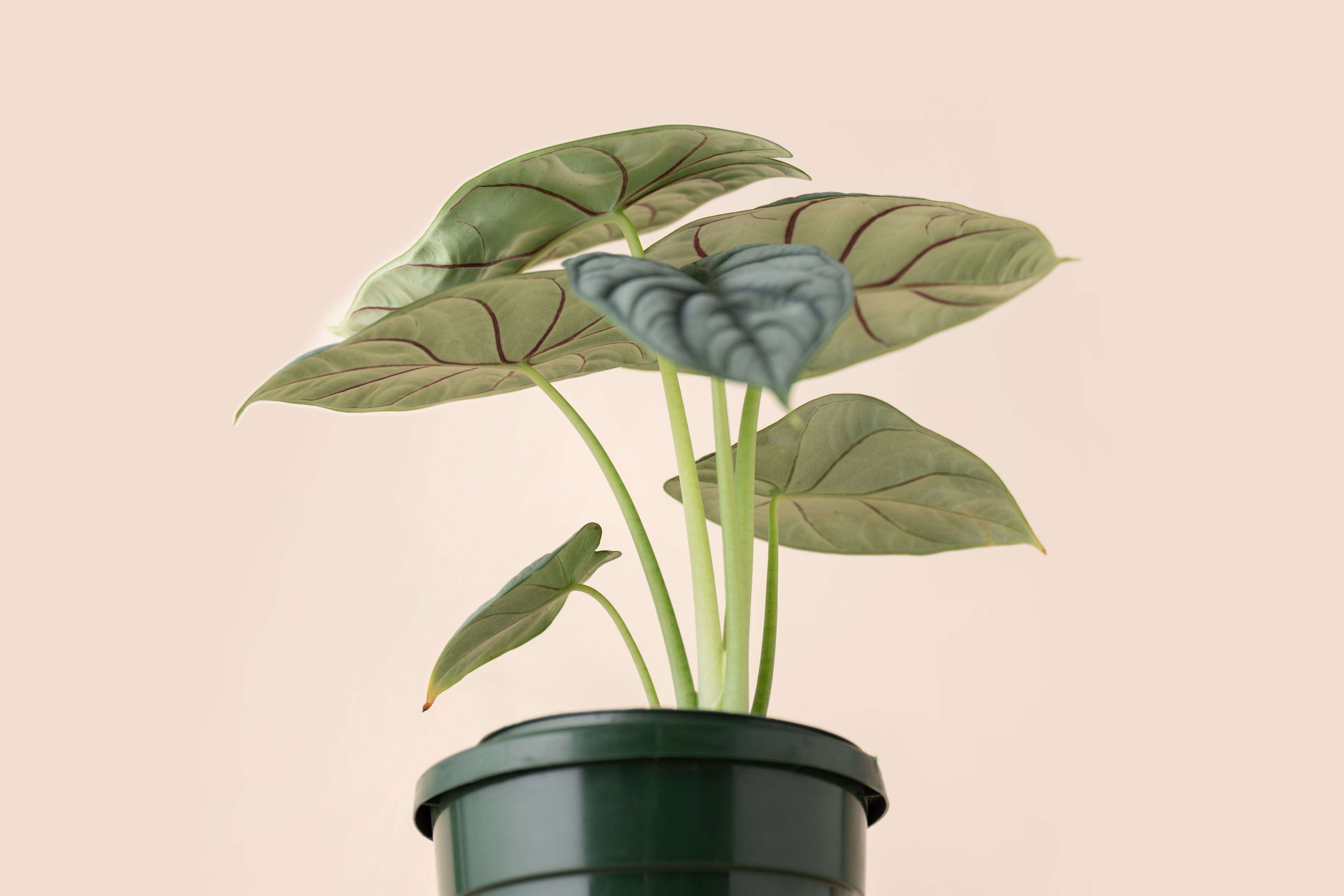 4" Alocasia Dragon Scale