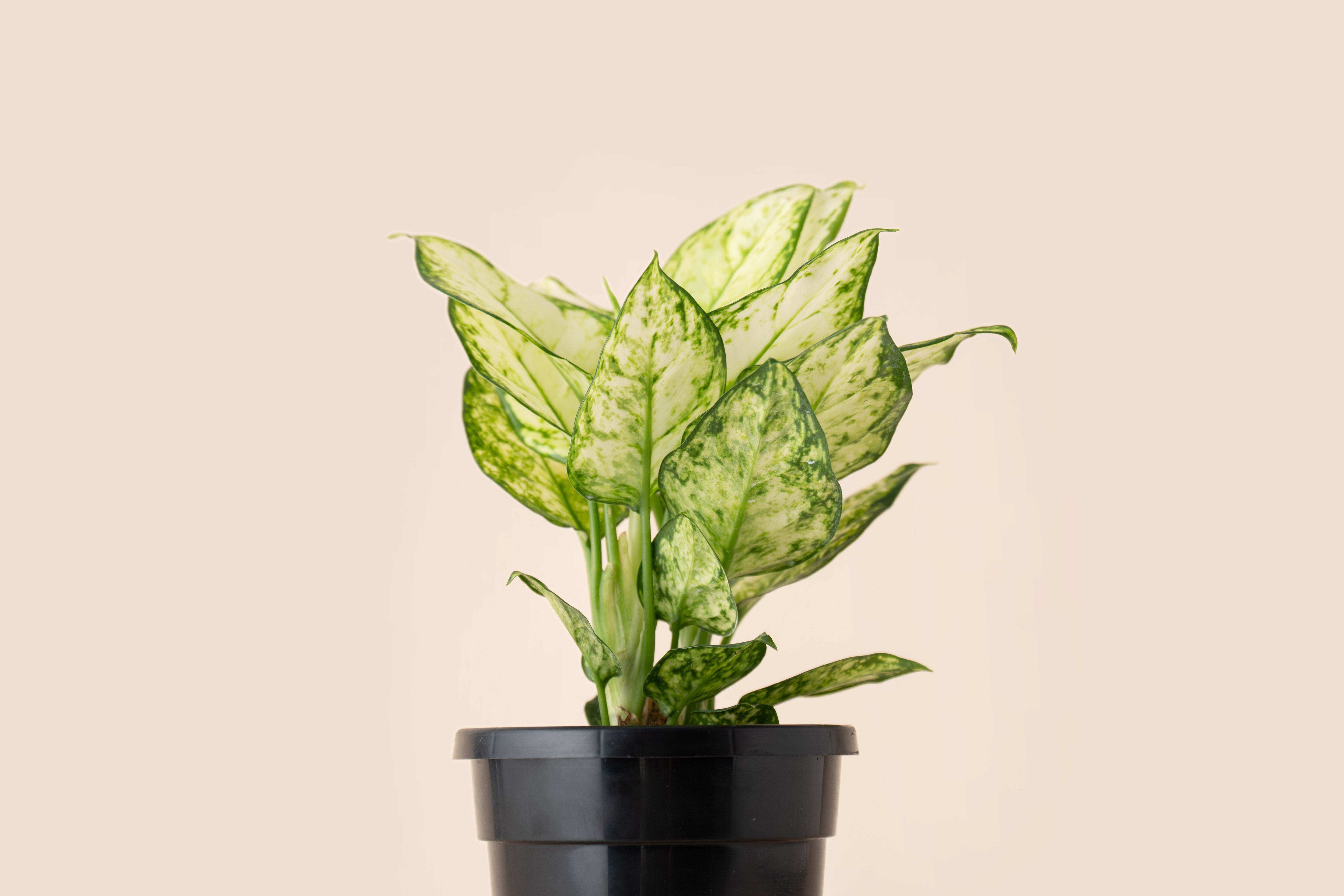 4" Aglaonema White