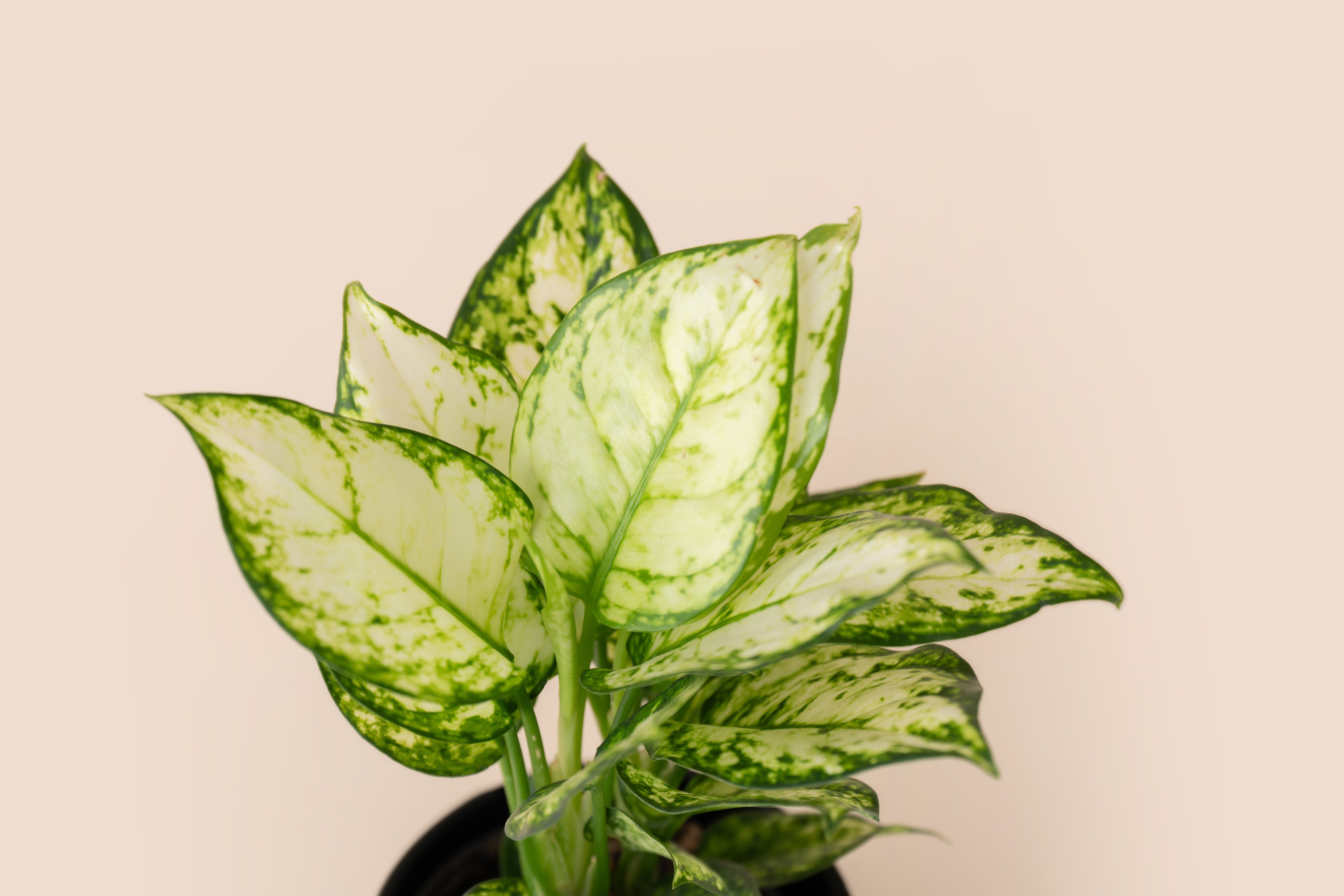 4" Aglaonema White