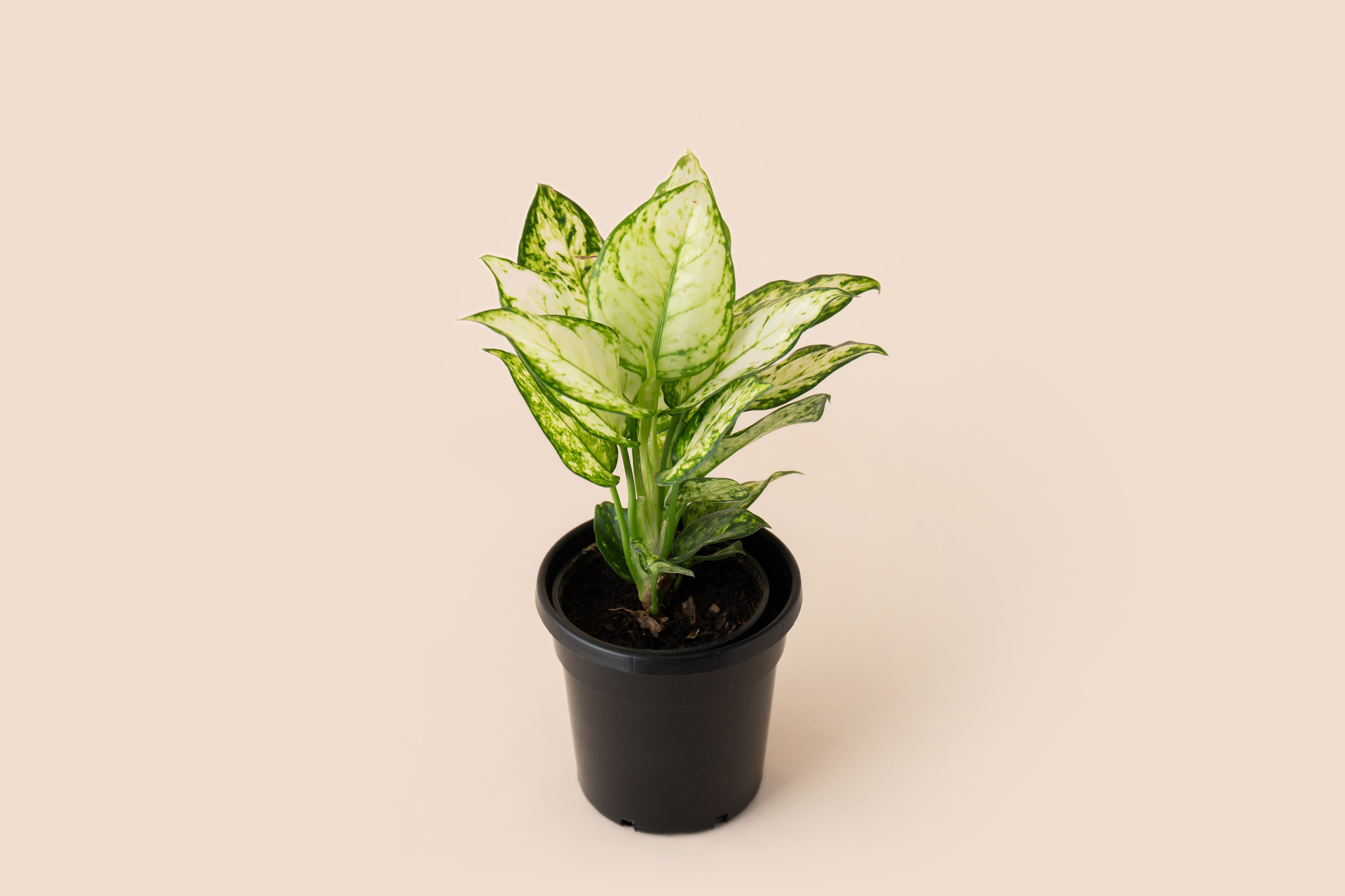 4" Aglaonema White