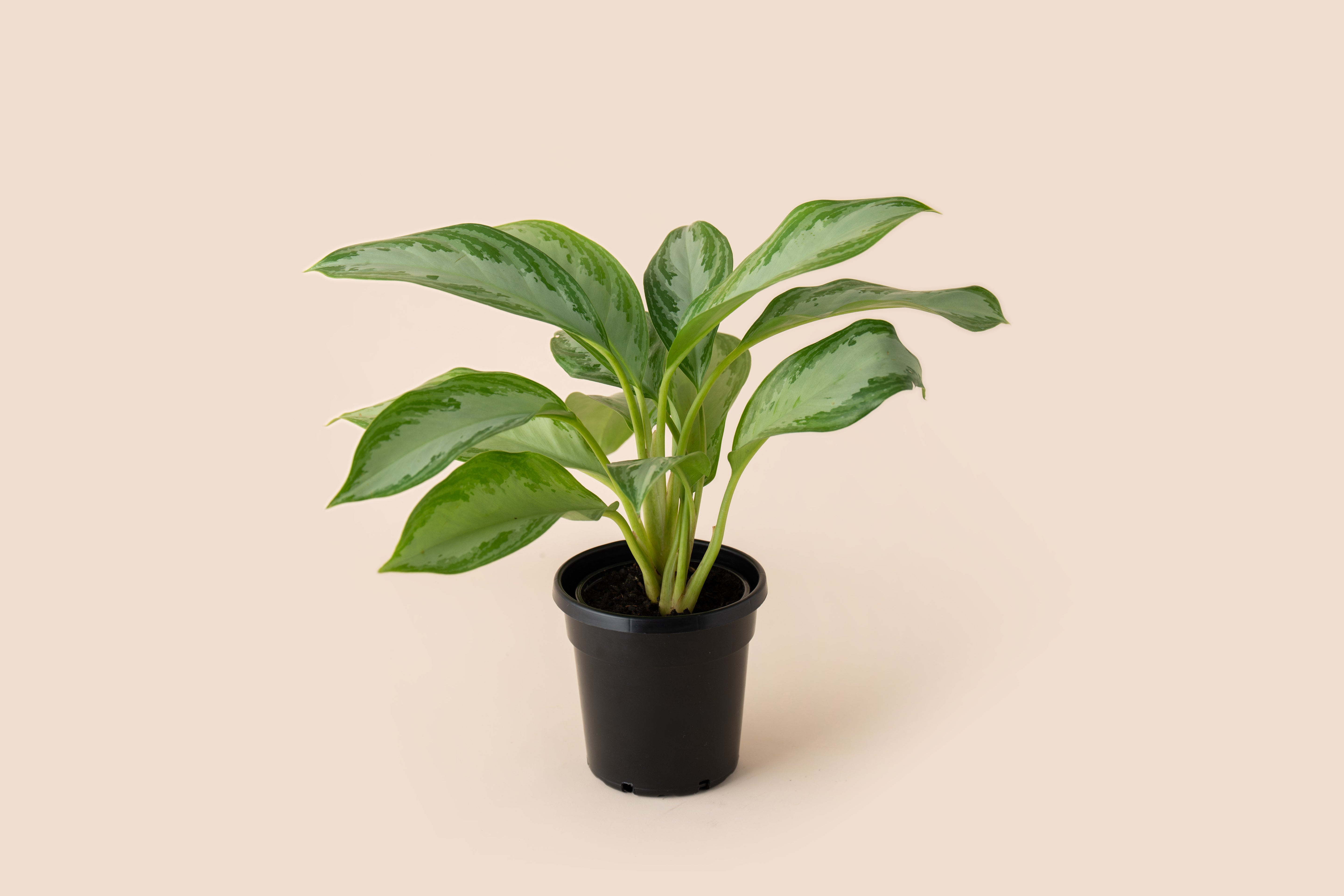 4" Aglaonema Silver Bay