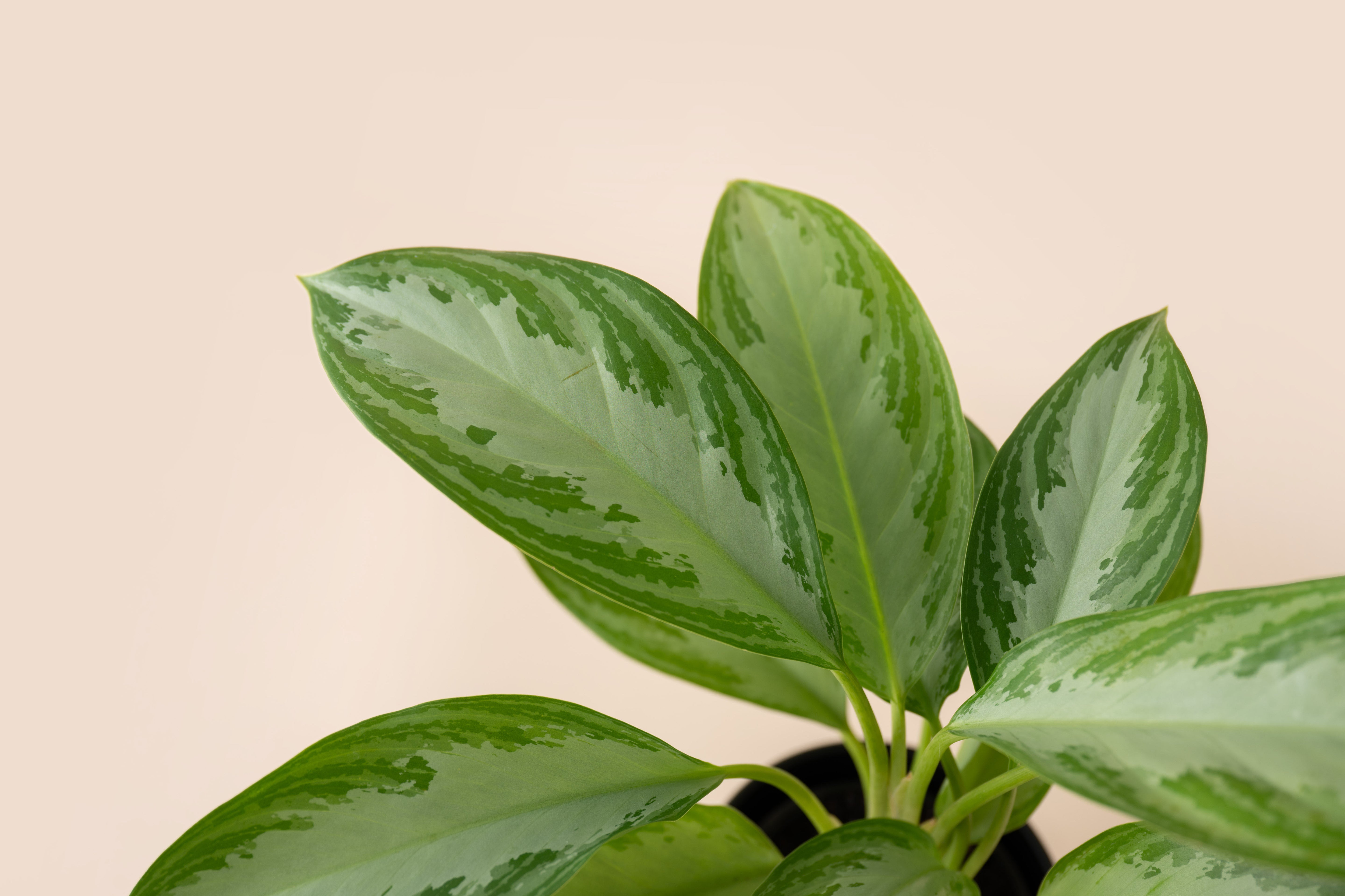 4" Aglaonema Silver Bay