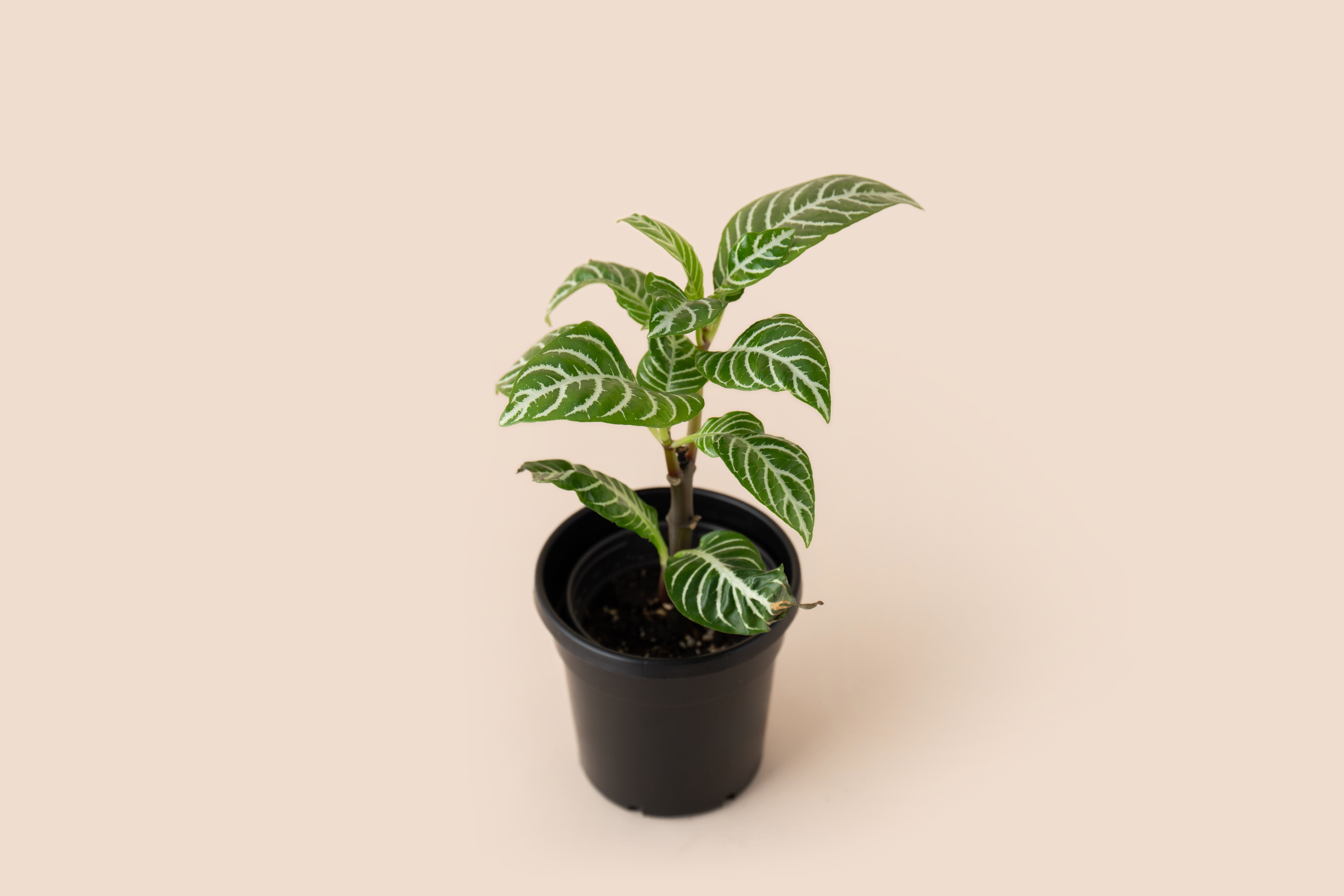 4" Zebra Plant