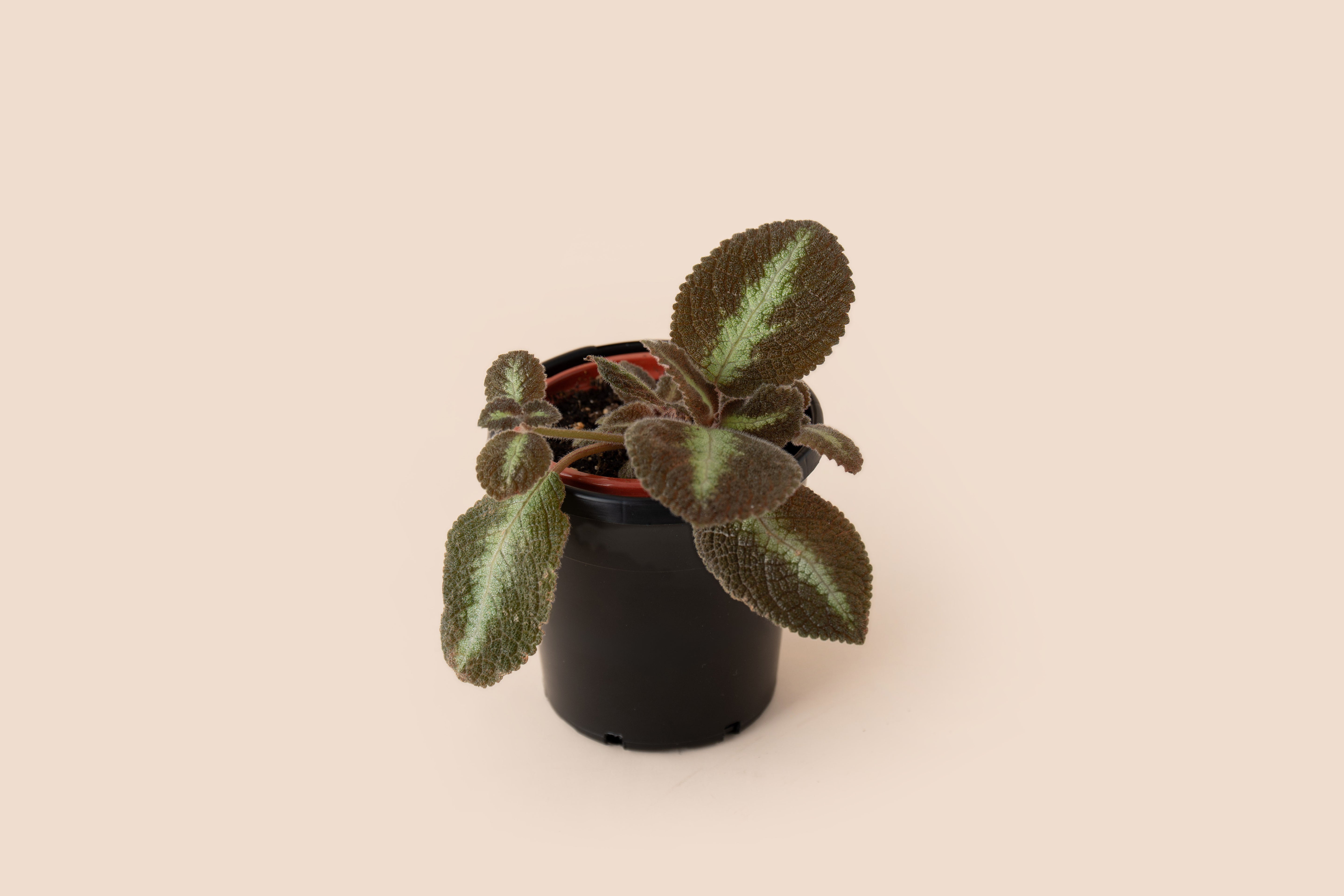 4" Episcia
